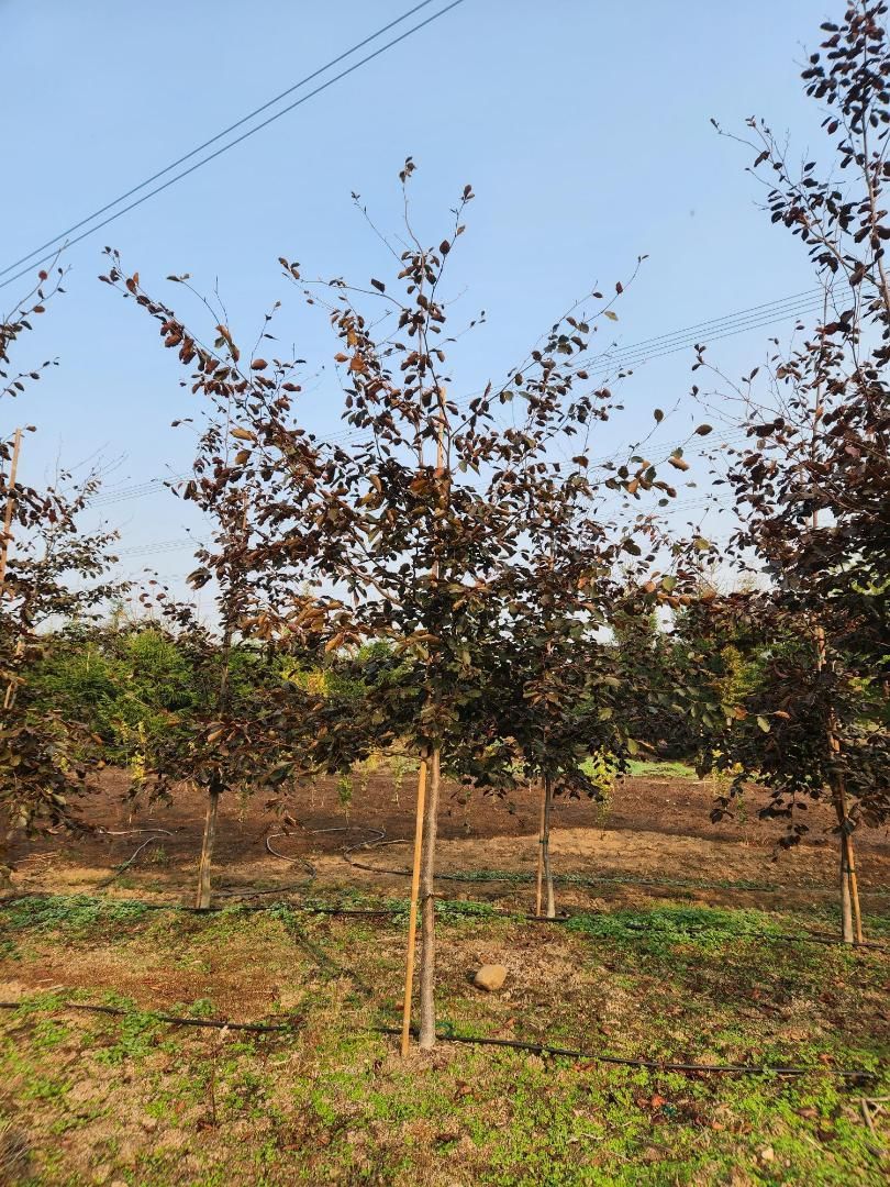 Young tree in a field with a bamboo stake, surrounded by other trees under a clear sky.