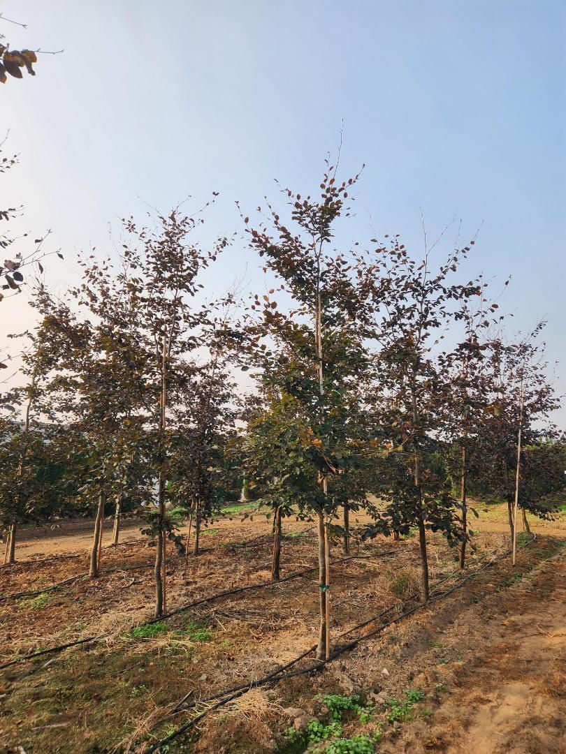 Young trees planted in rows in a dry field under a bright sky