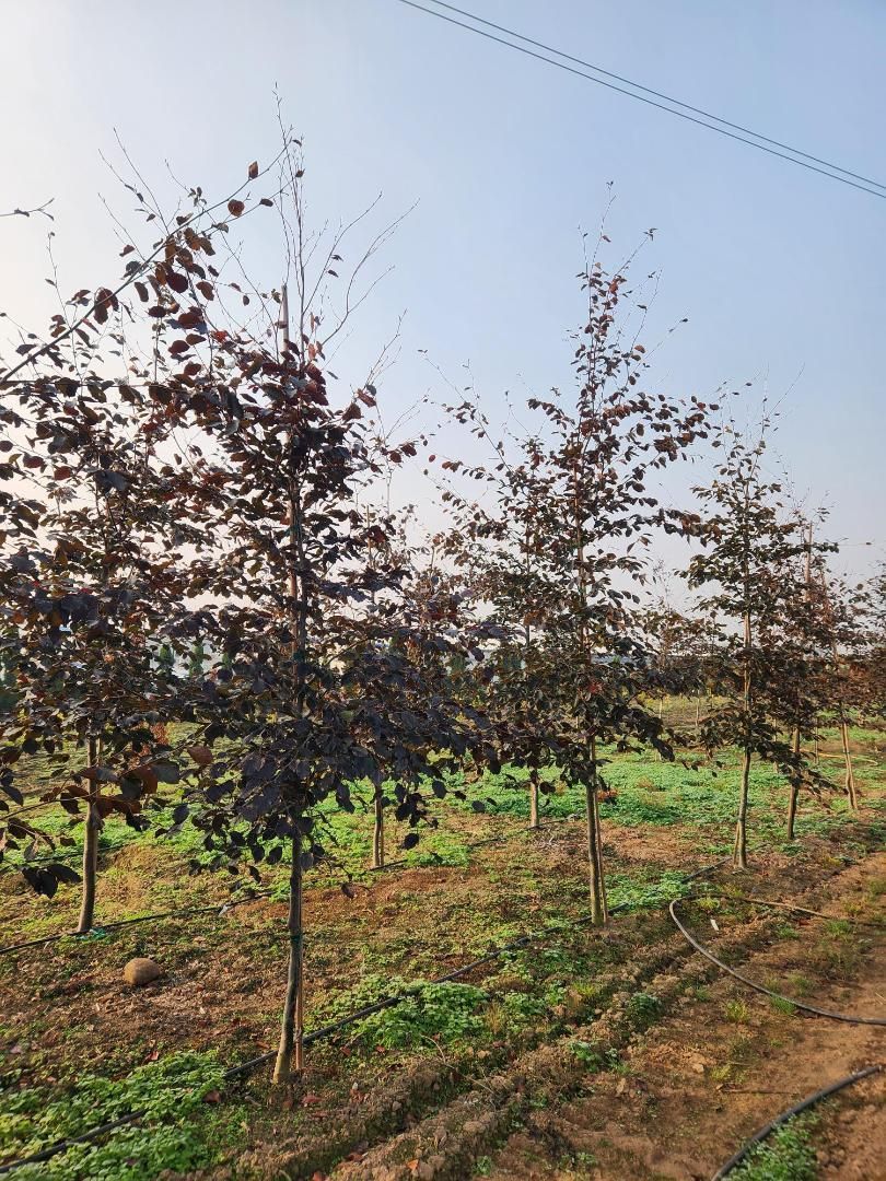 Rows of young trees with purple leaves growing in a sunny orchard field