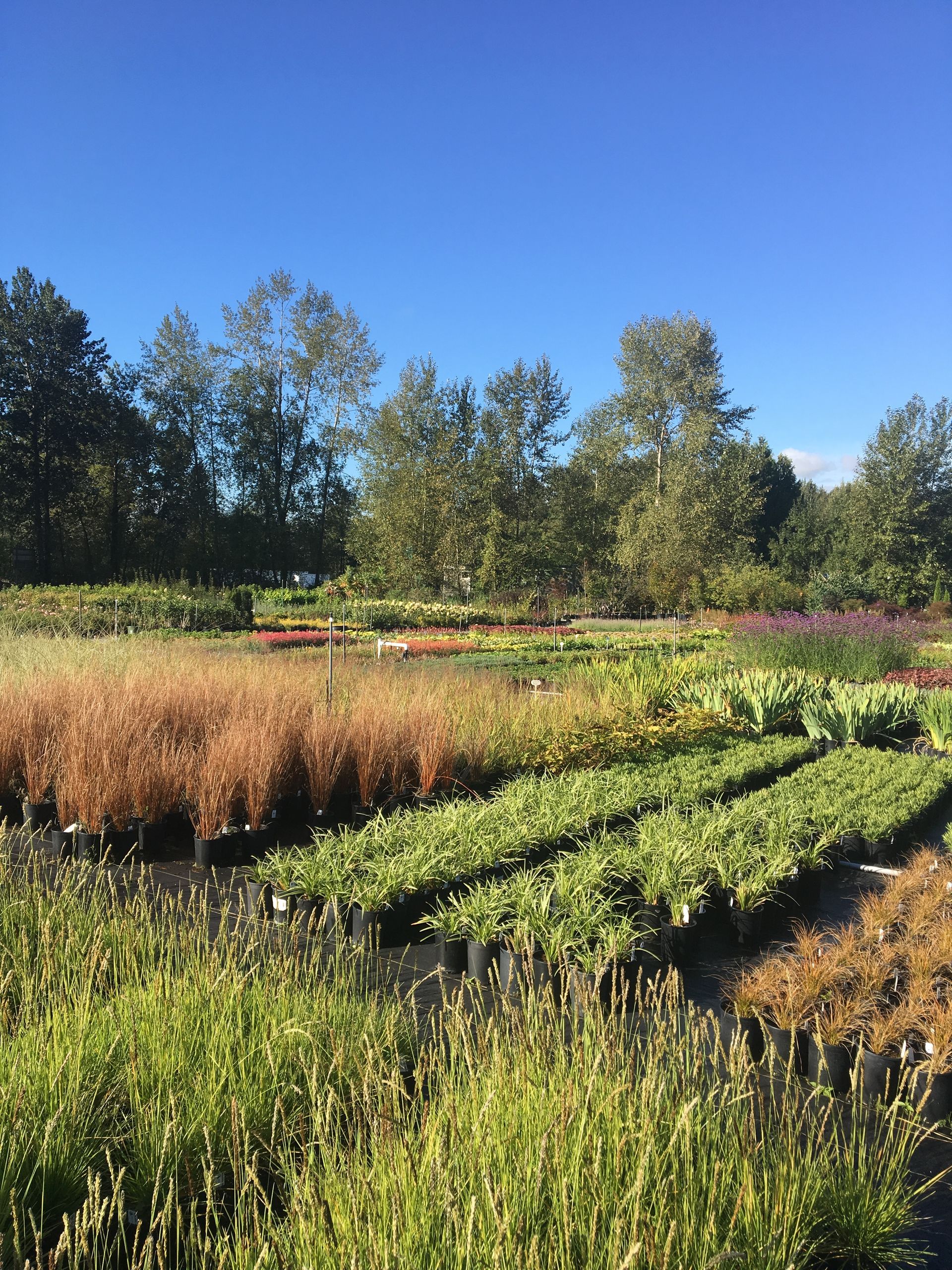 Rows of colorful nursery plants under a bright blue sky in a landscaped garden.