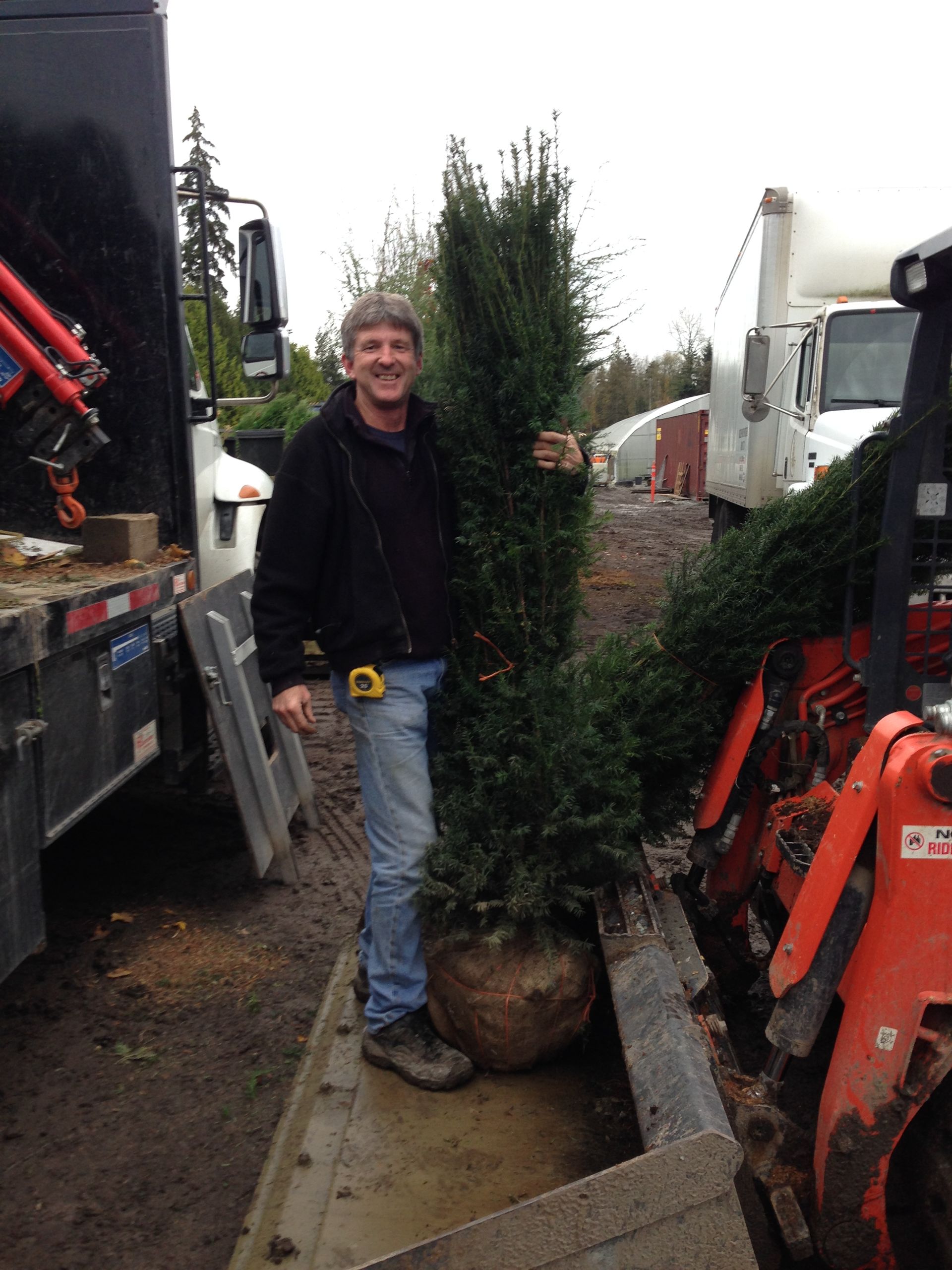 Man standing beside a large potted evergreen between trucks at a nursery