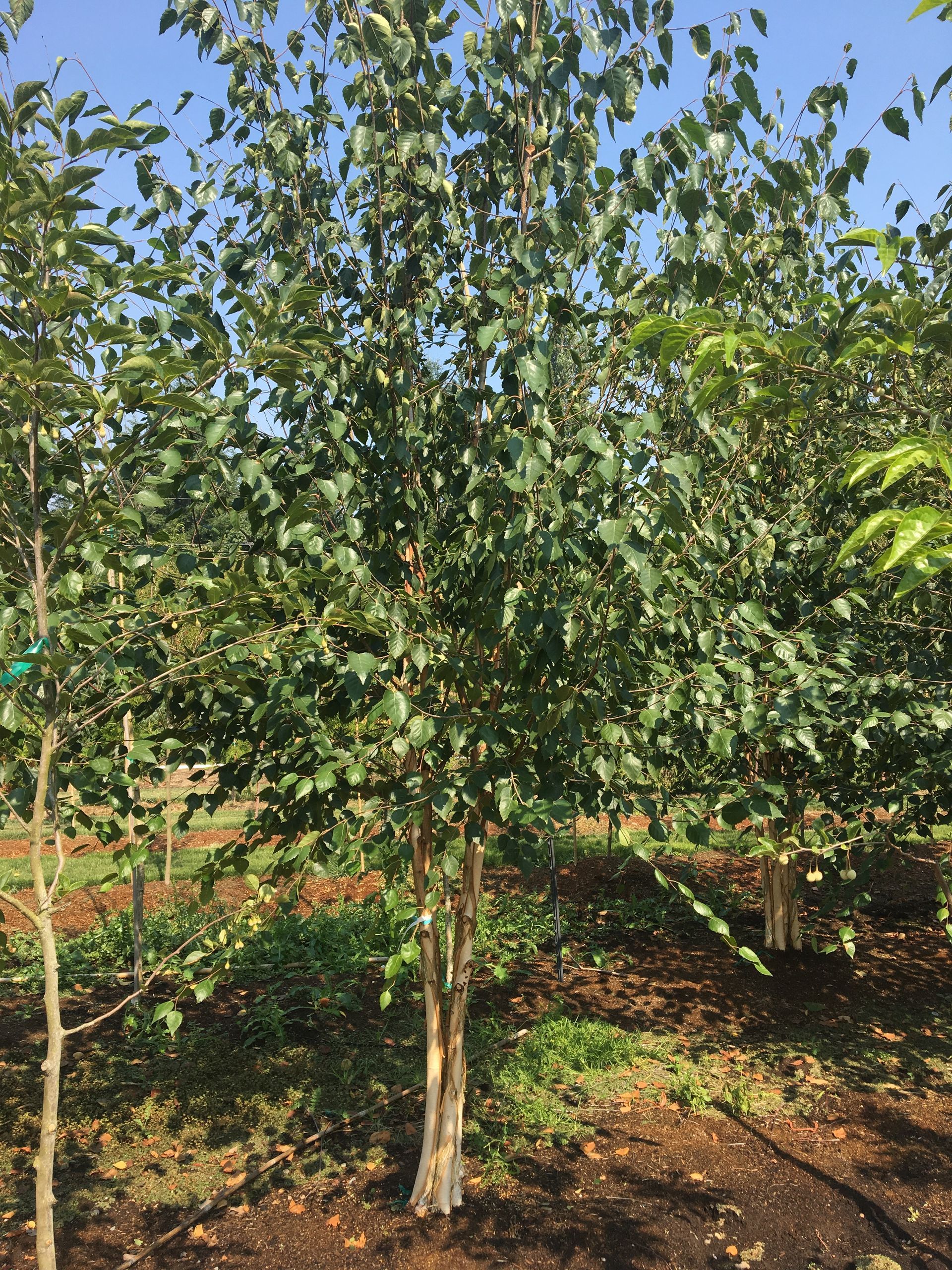 Small leafy tree in a sunny garden or orchard, with green foliage and dry ground beneath.