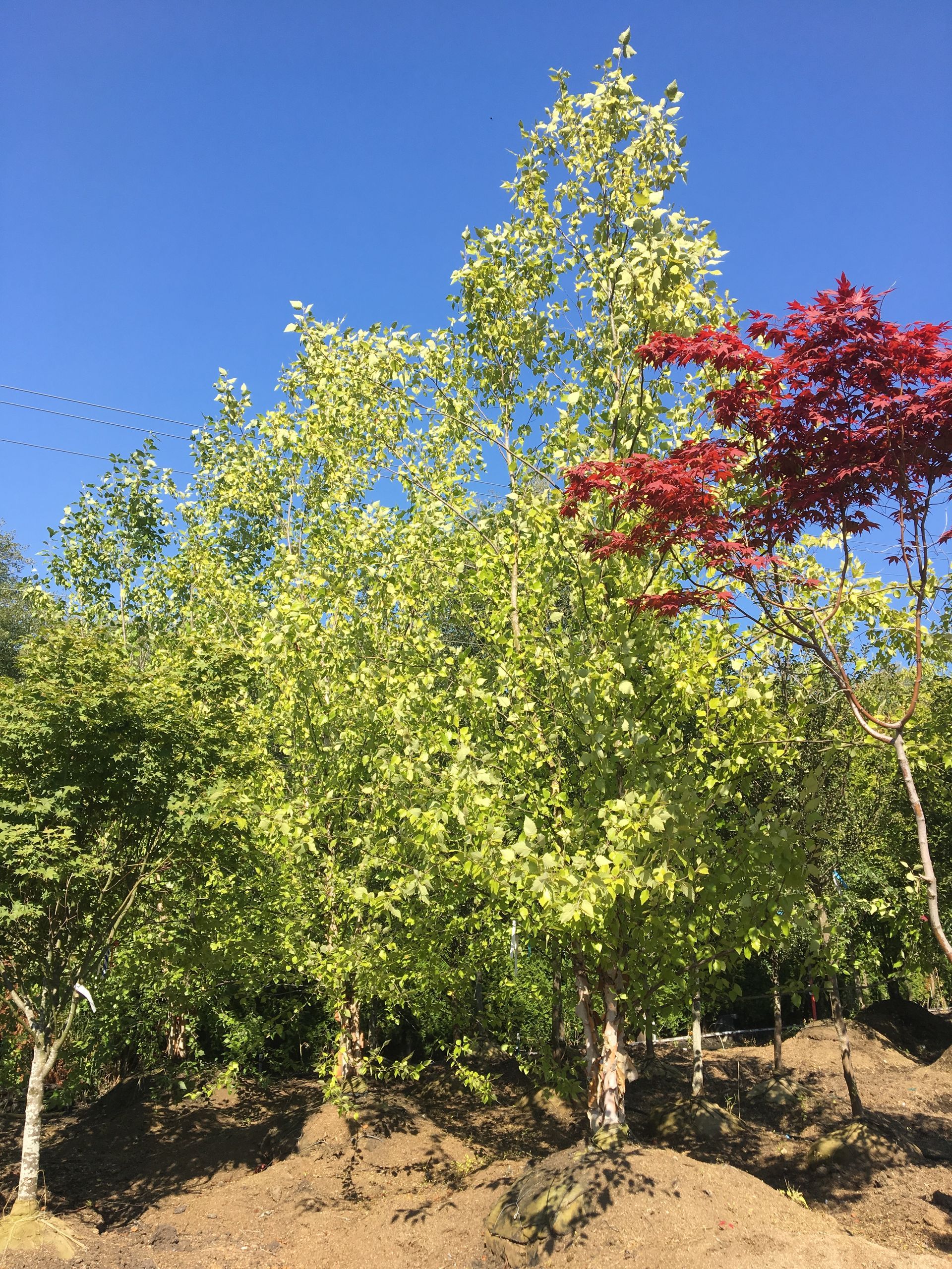 Green and red autumn trees on a sunny hillside under a clear blue sky