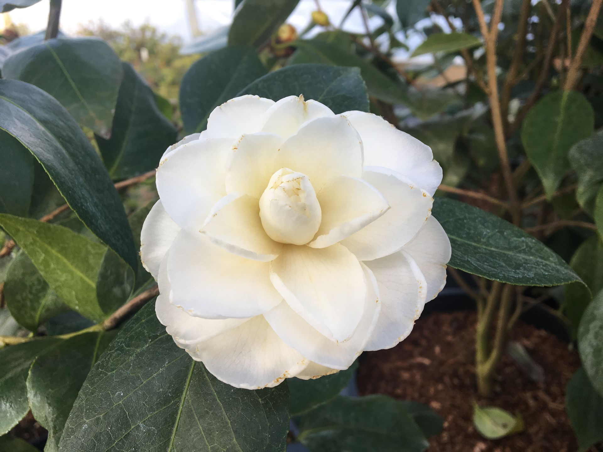 White camellia blossom with green leaves in a garden