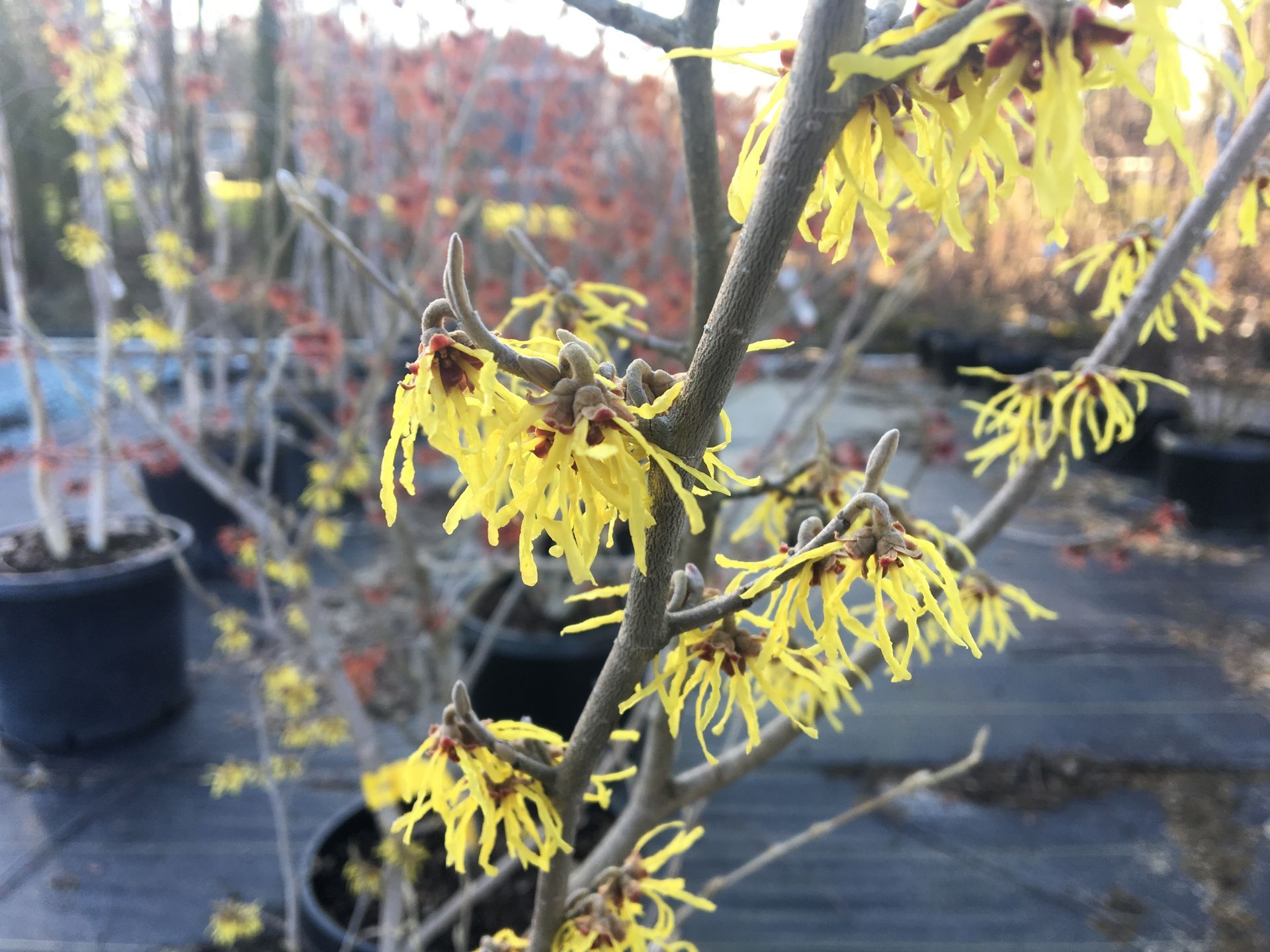 Yellow witch hazel flowers blooming on bare branches in a plant nursery