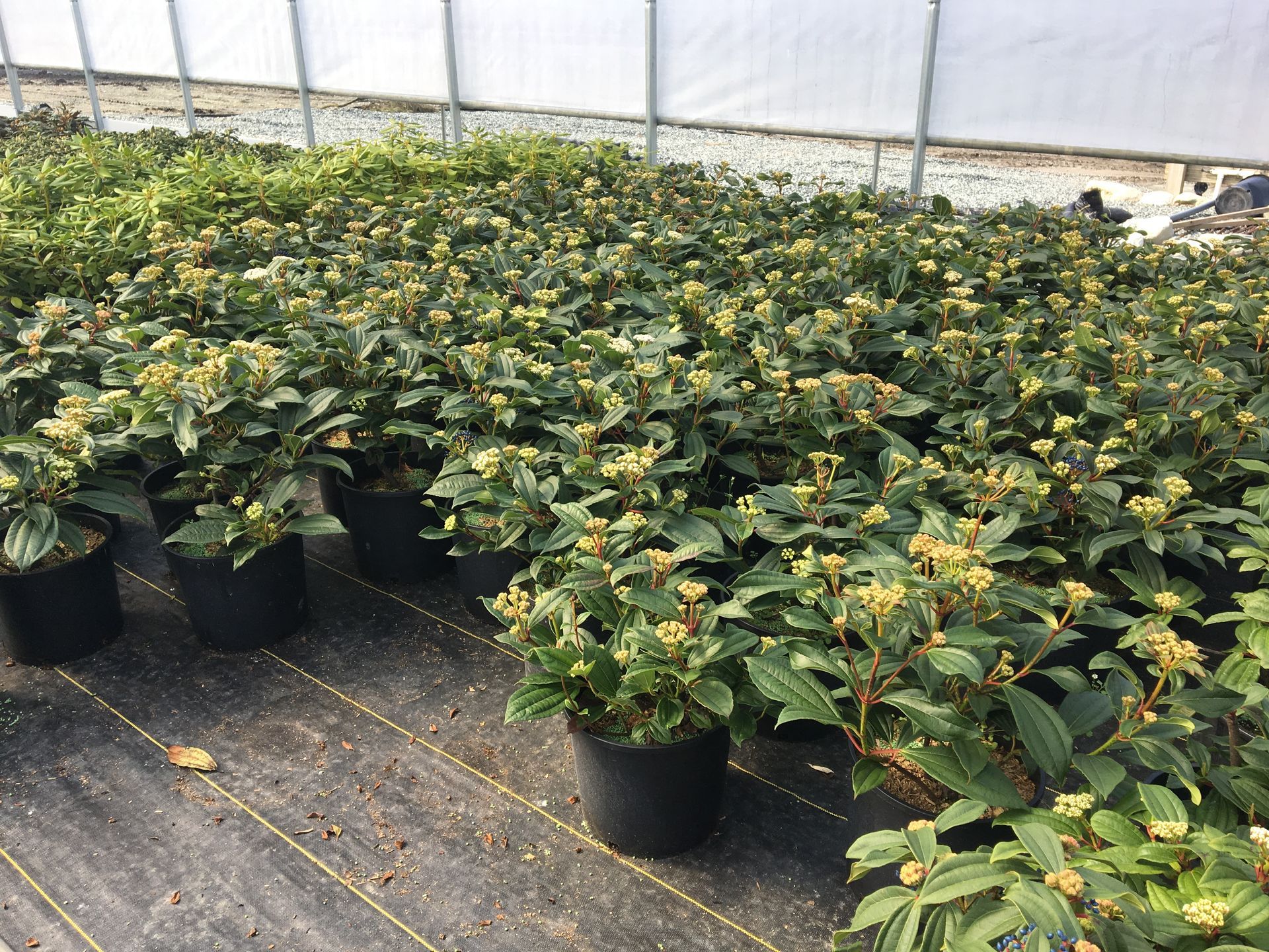 Rows of potted green plants inside a greenhouse, with white shade panels overhead.