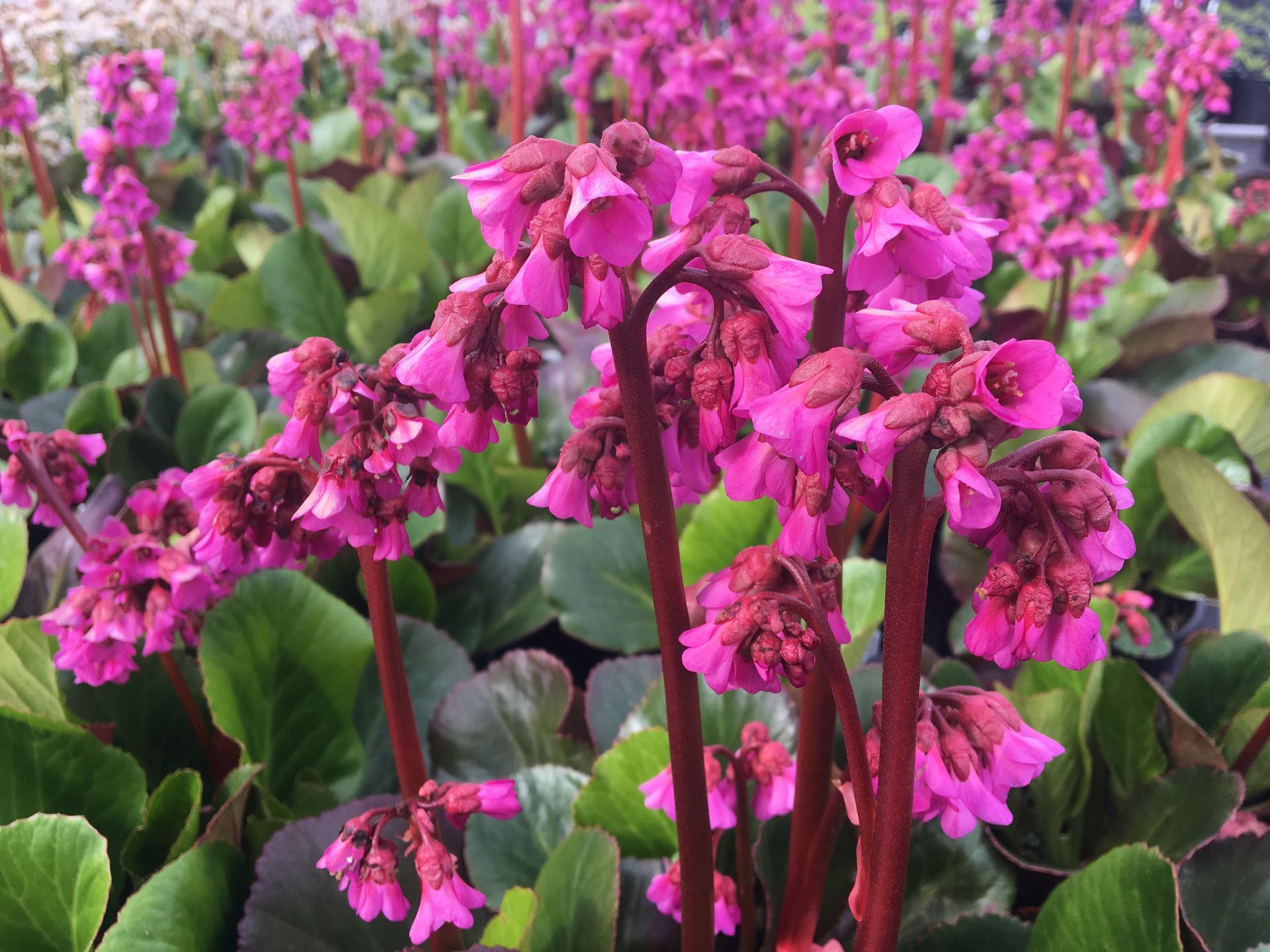 Pink flowers blooming in a garden bed with green leaves
