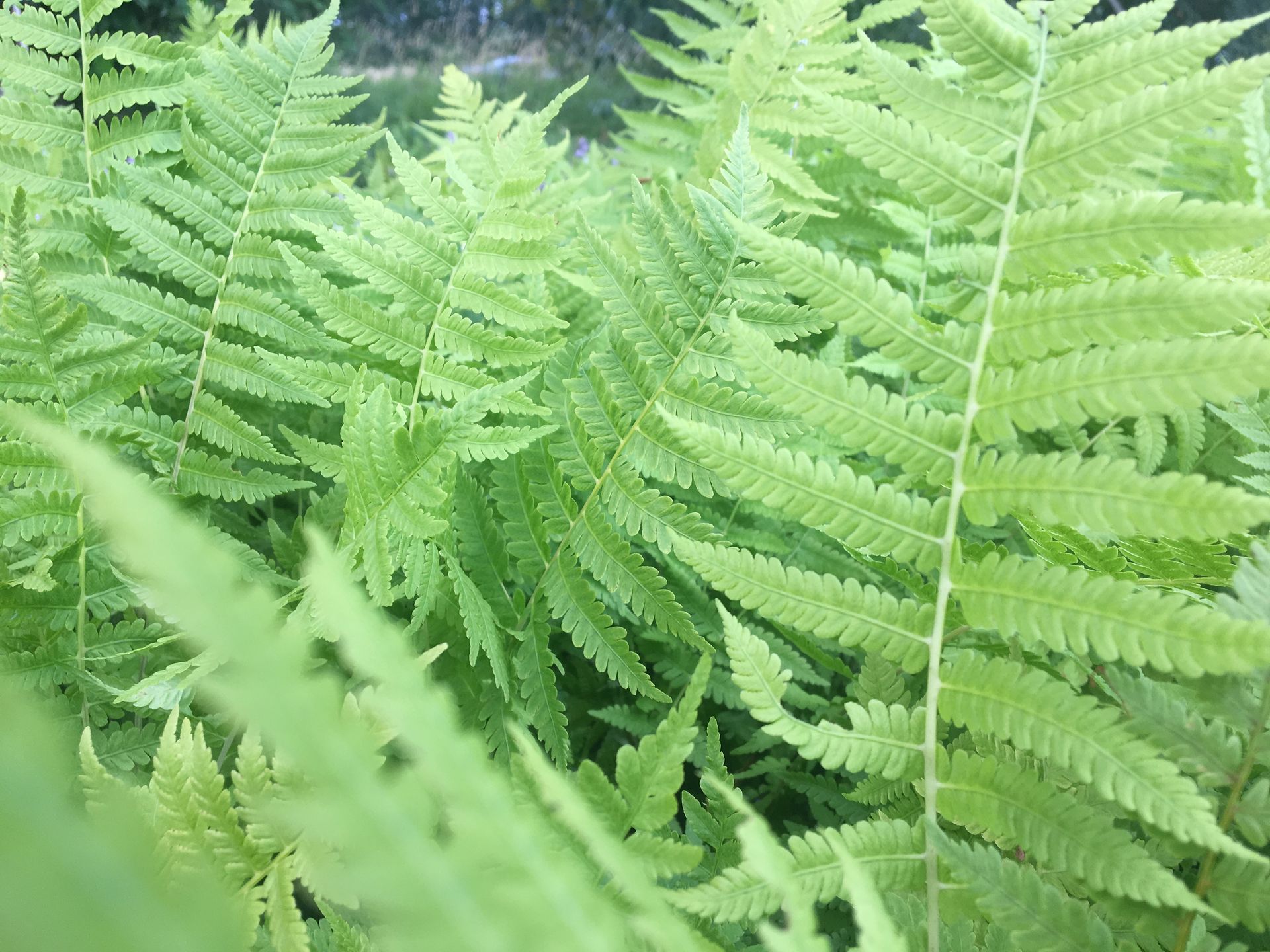 Close-up of lush green fern fronds filling the frame