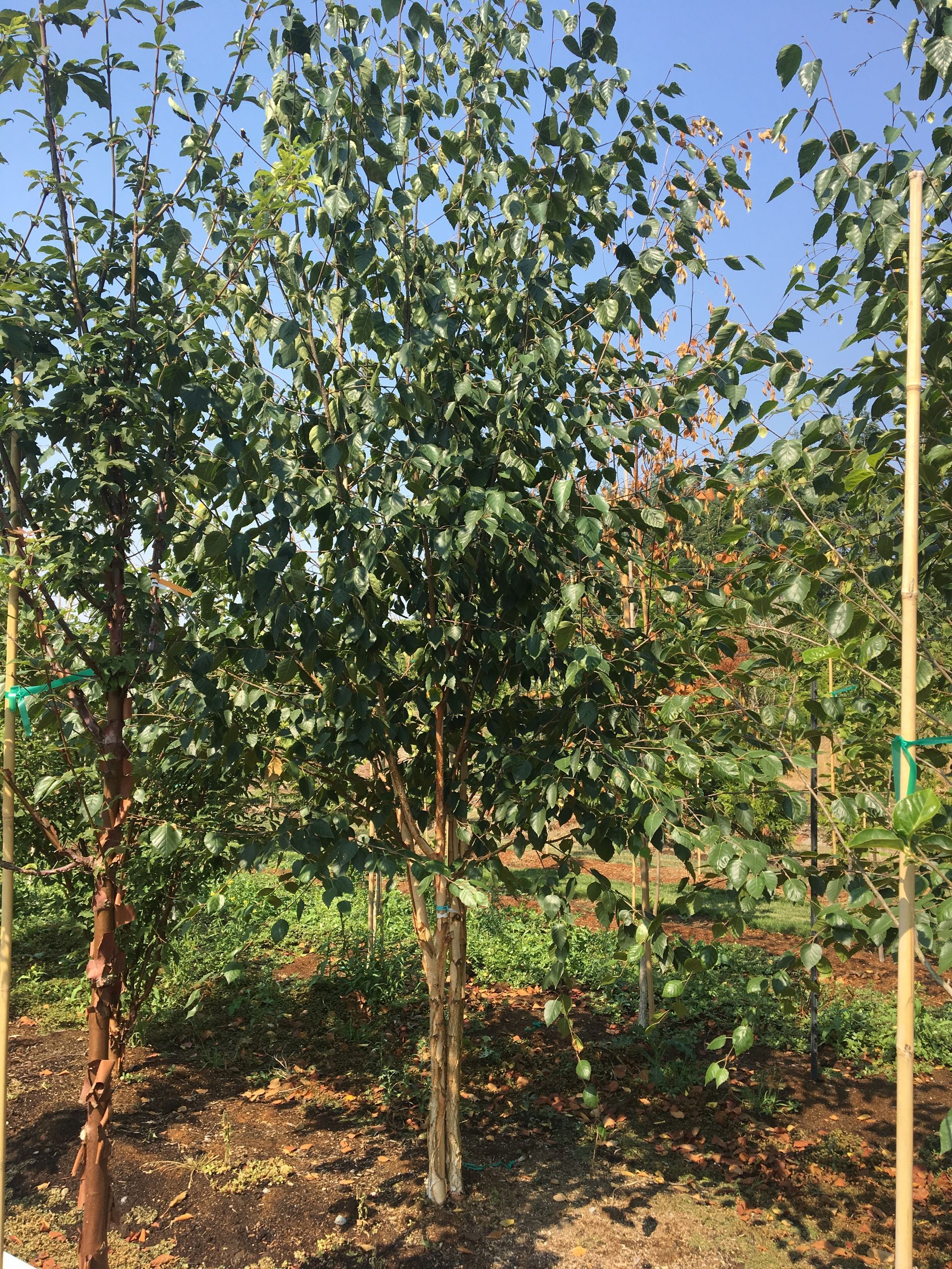 Young trees growing in a sunny orchard with green leaves and brown ground cover