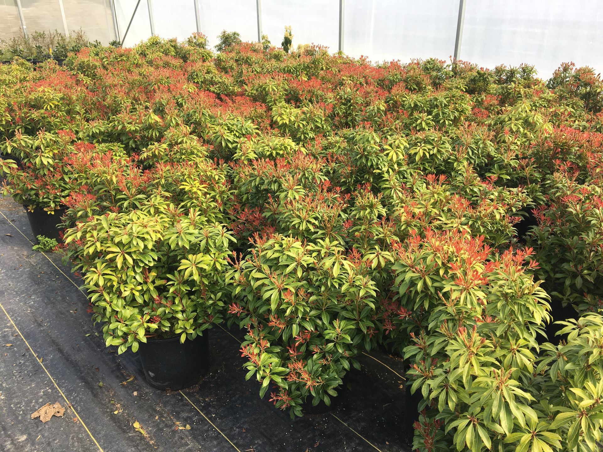 Rows of potted shrubs with red and green foliage in a greenhouse nursery