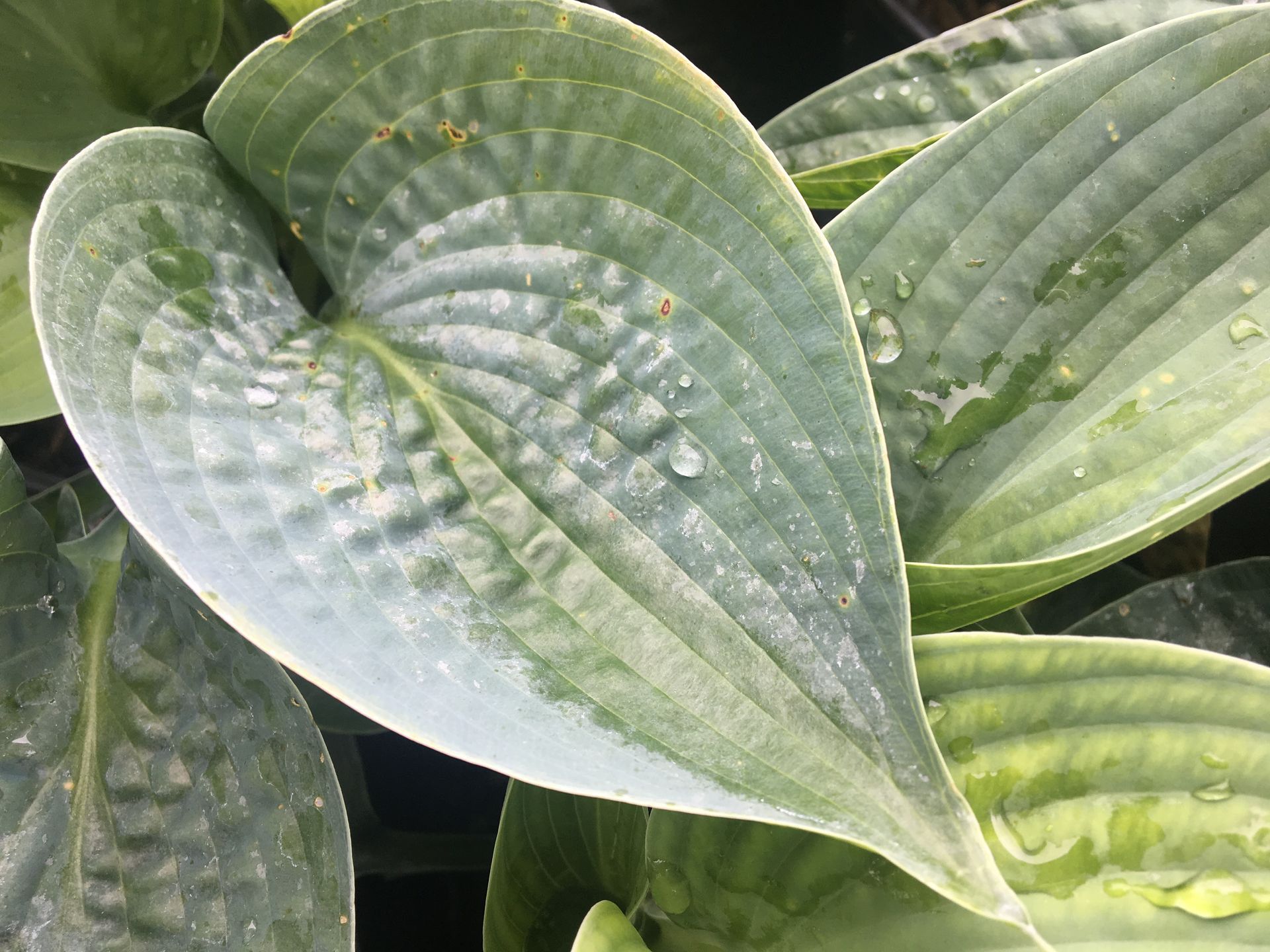 Close-up of large green hosta leaves with yellow-green variegation and raindrop-like speckling