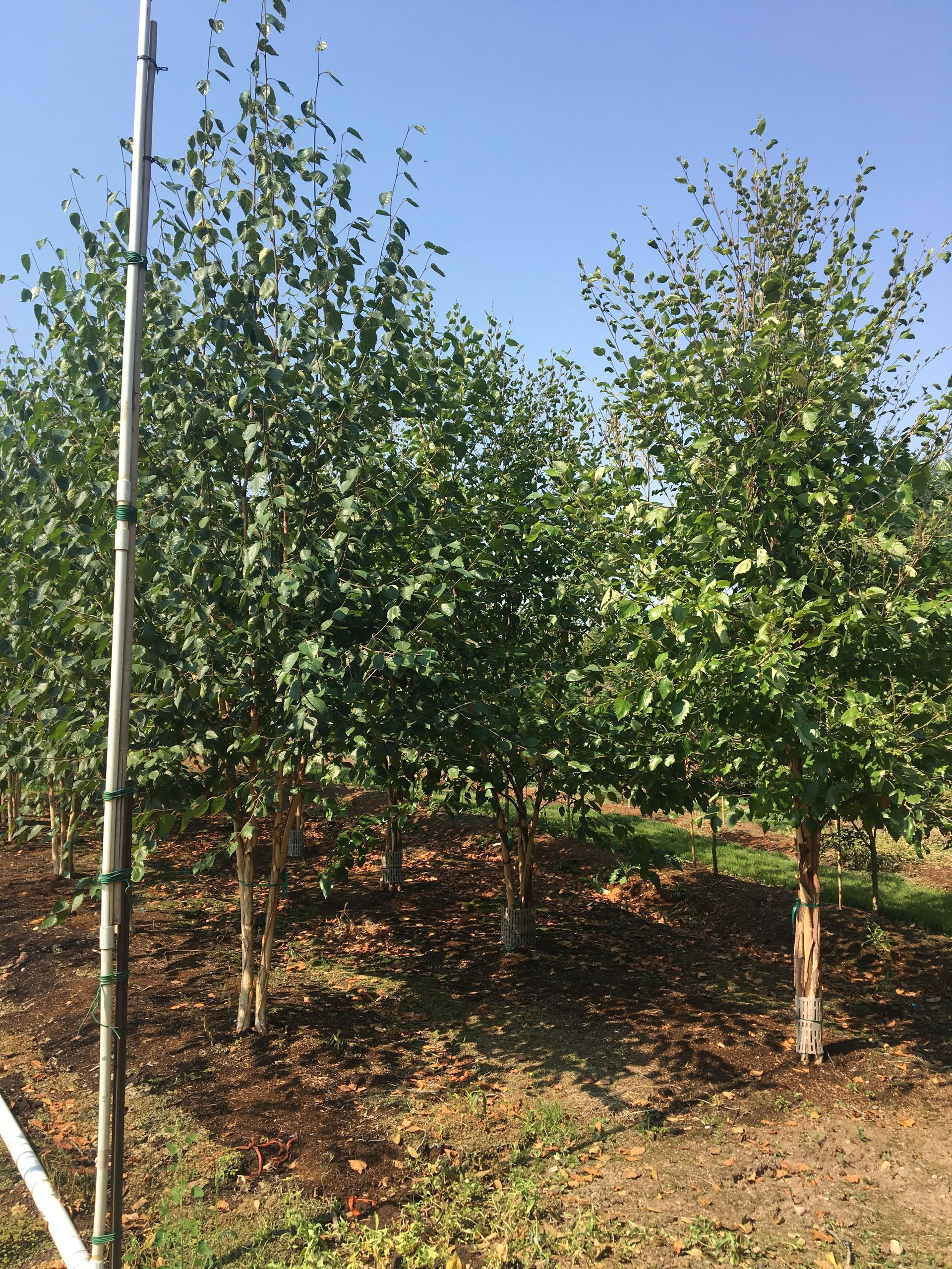Young trees growing in rows at a sunny orchard or nursery, with a pole on the left