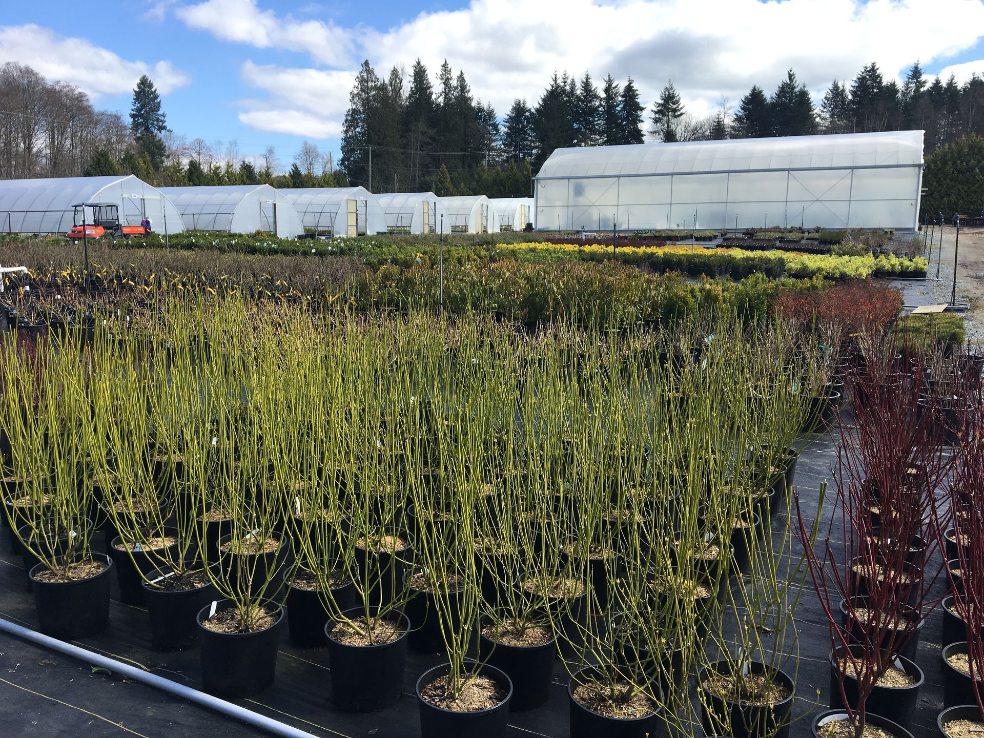 Rows of potted young trees in a nursery greenhouse, with white greenhouses and evergreens in the background