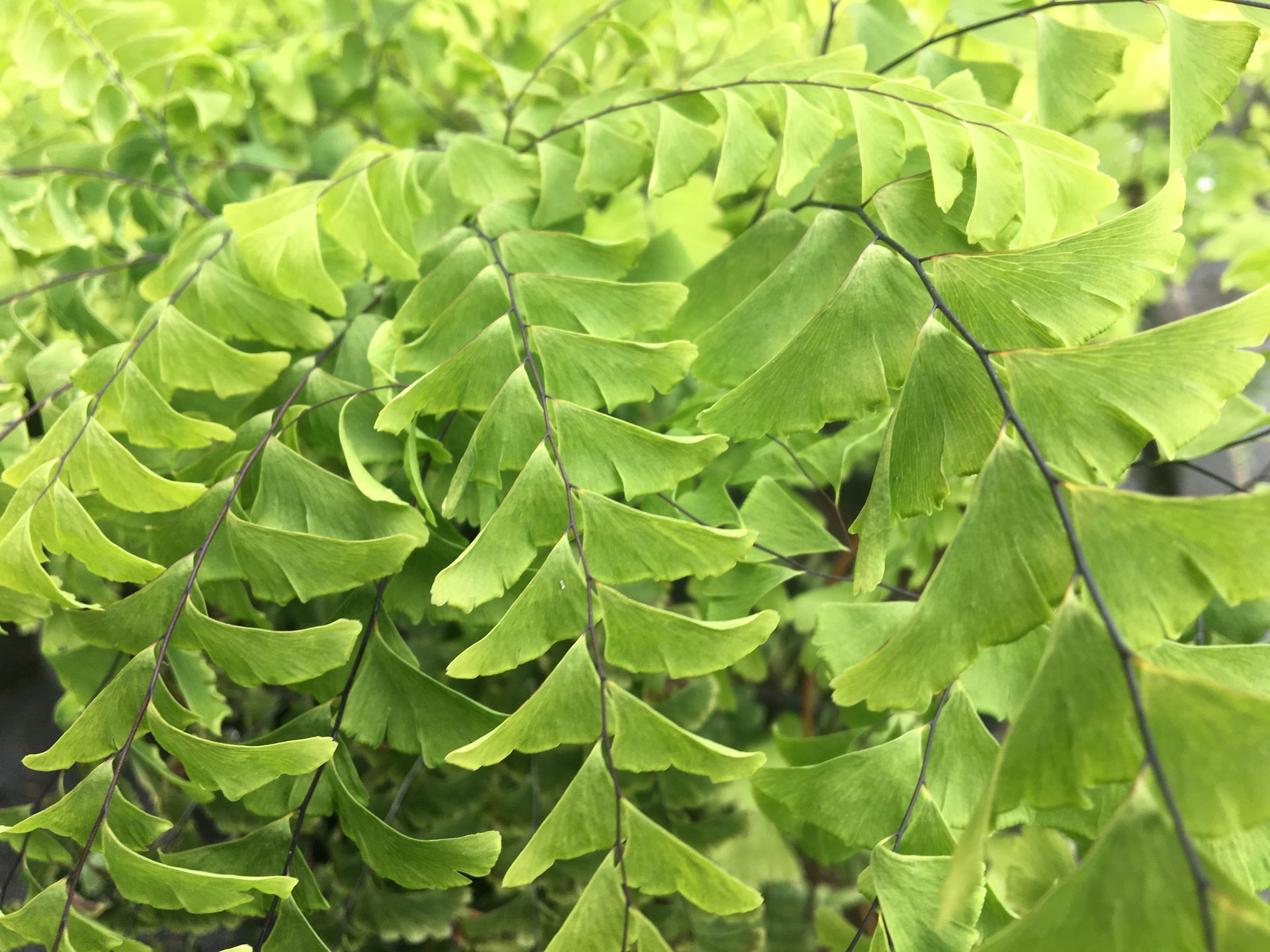 Green fern fronds with delicate leaflets in bright sunlight