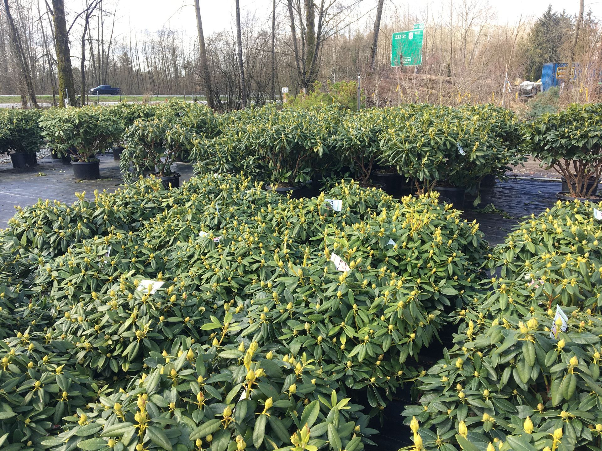 Rows of potted green shrubs in an outdoor nursery, with bare trees in the background.