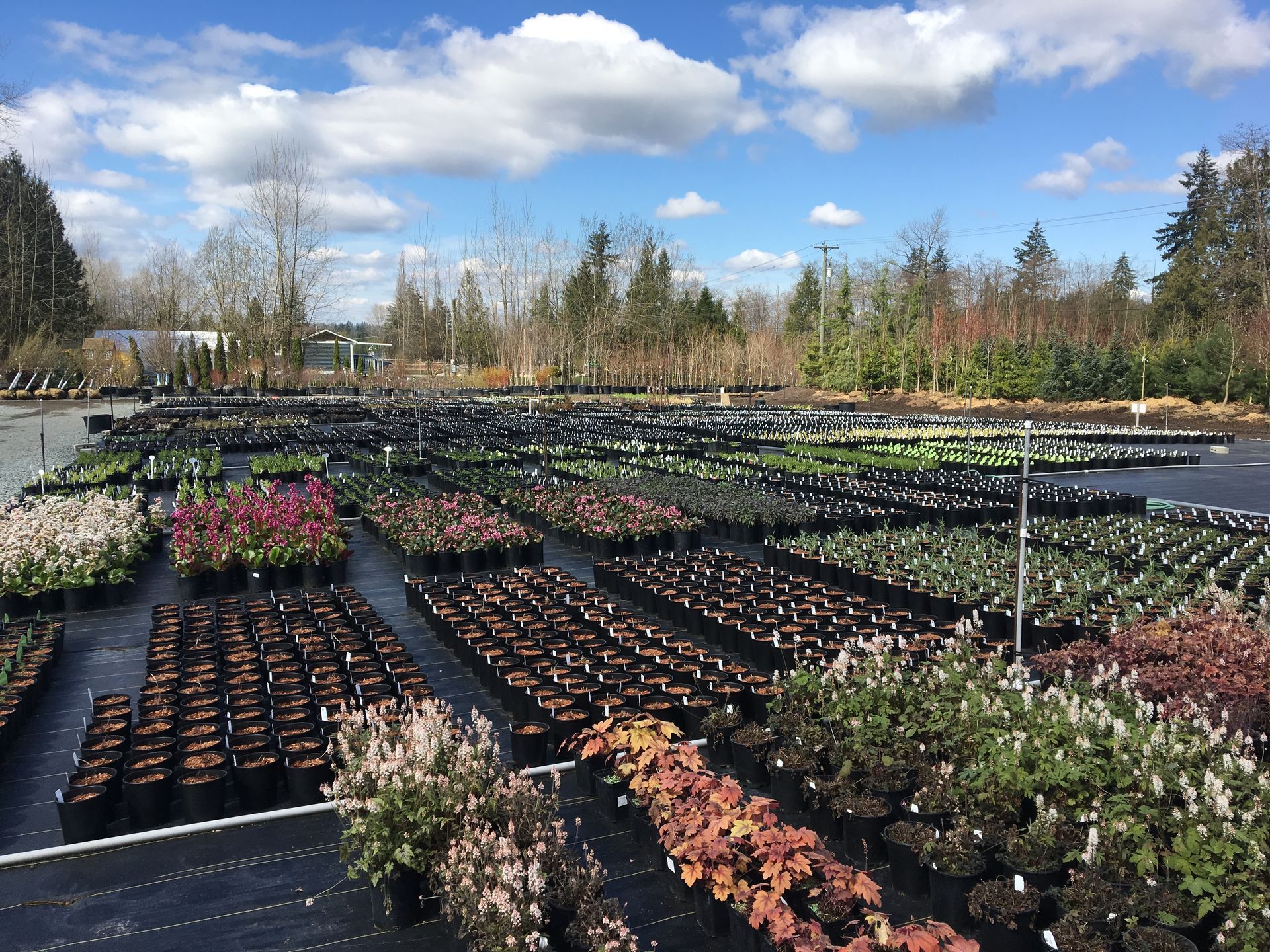 Rows of potted seedlings in a greenhouse nursery under a blue sky