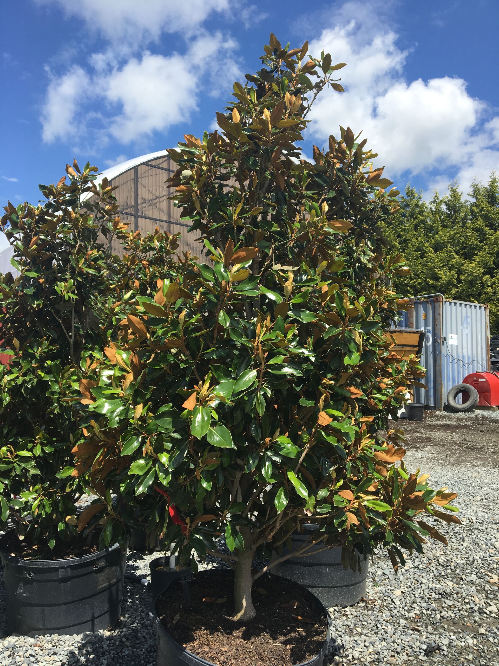 Potted shrub with glossy green and brown leaves in a nursery, under a blue sky with clouds