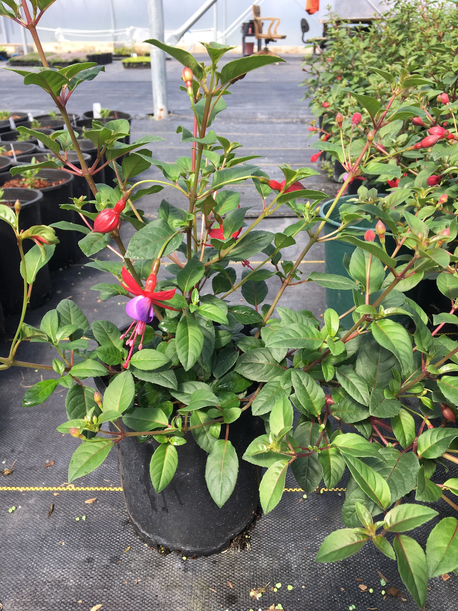 Potted berry shrubs with red and purple fruit on a nursery bench outdoors