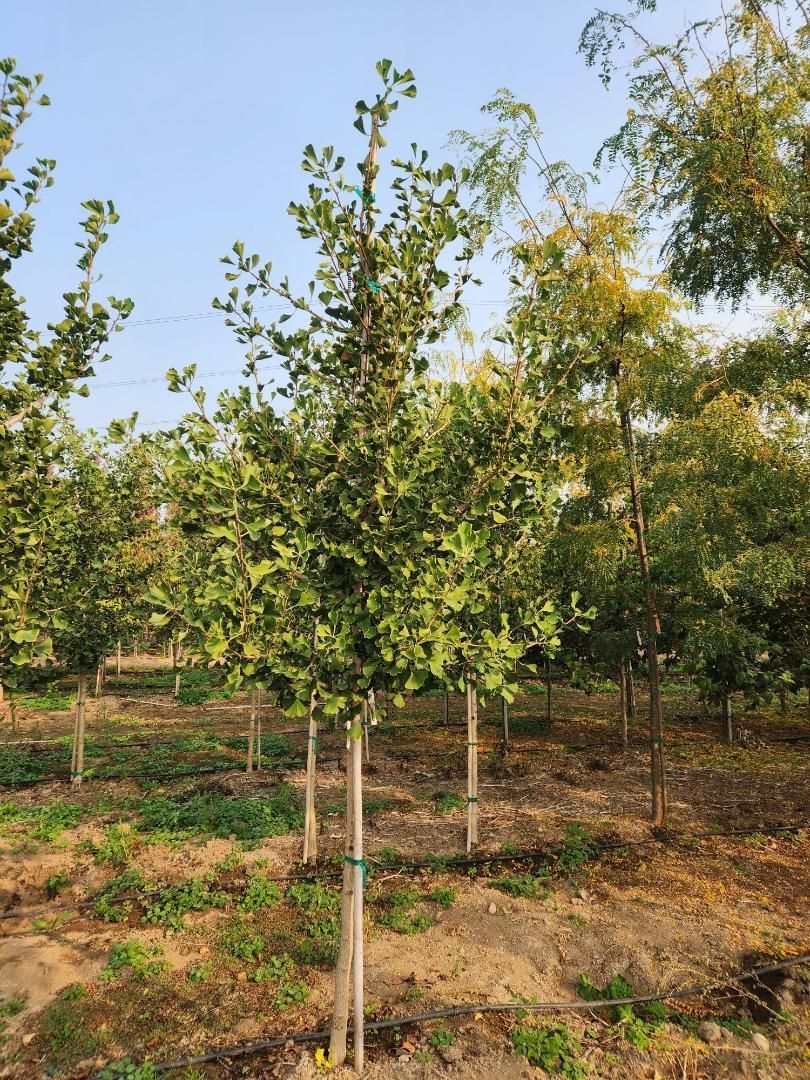 Young tree saplings in an orchard with support stakes under a clear blue sky.