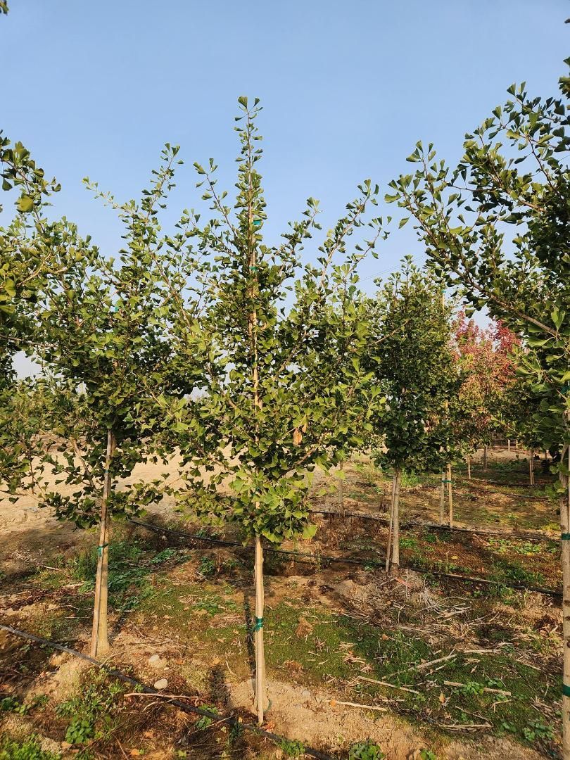Young trees growing in a sunlit orchard under a clear blue sky