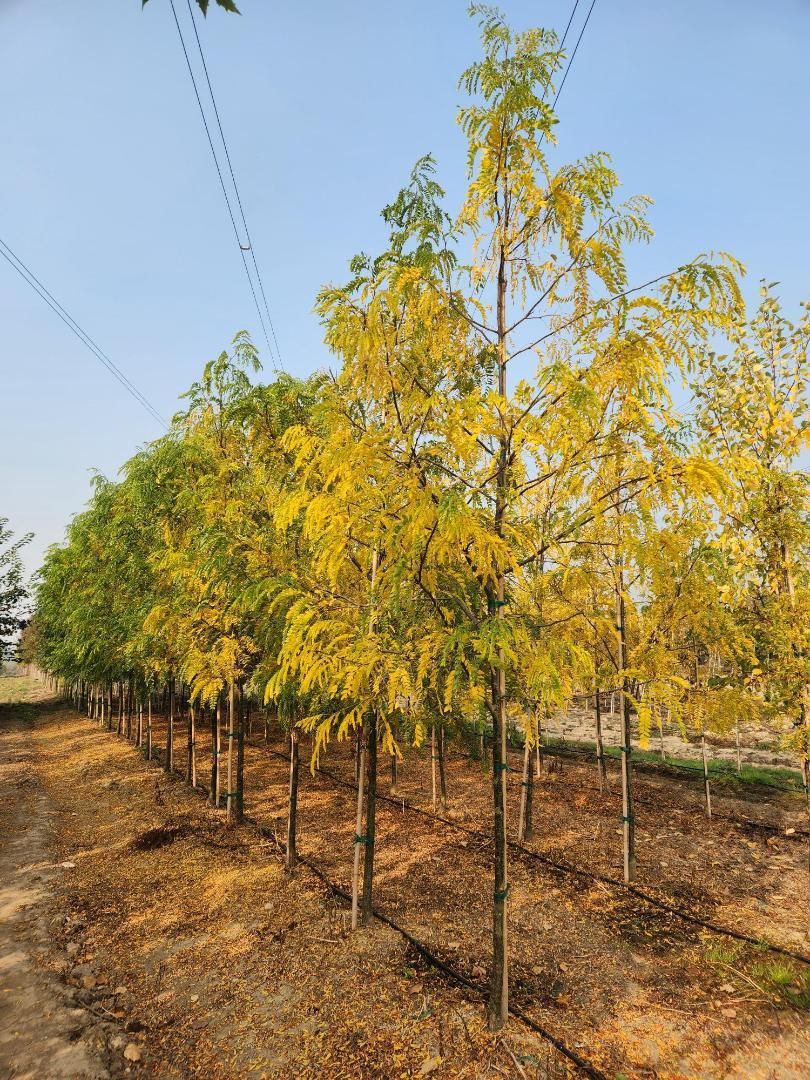 Rows of young yellow-leaved trees growing in a dry field under a clear blue sky