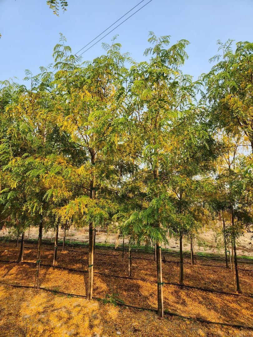 Young green trees in a sunlit orchard on dry soil under a clear blue sky