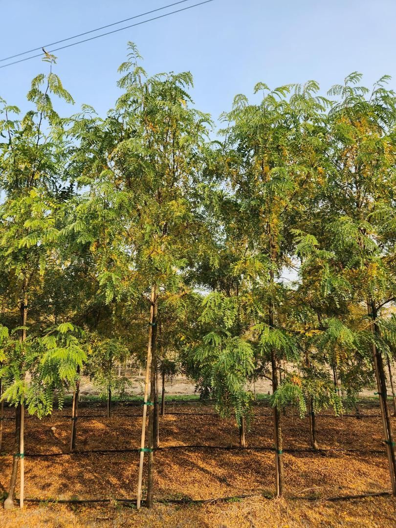 Rows of young trees in a dry field under a blue sky, with overhead power lines.