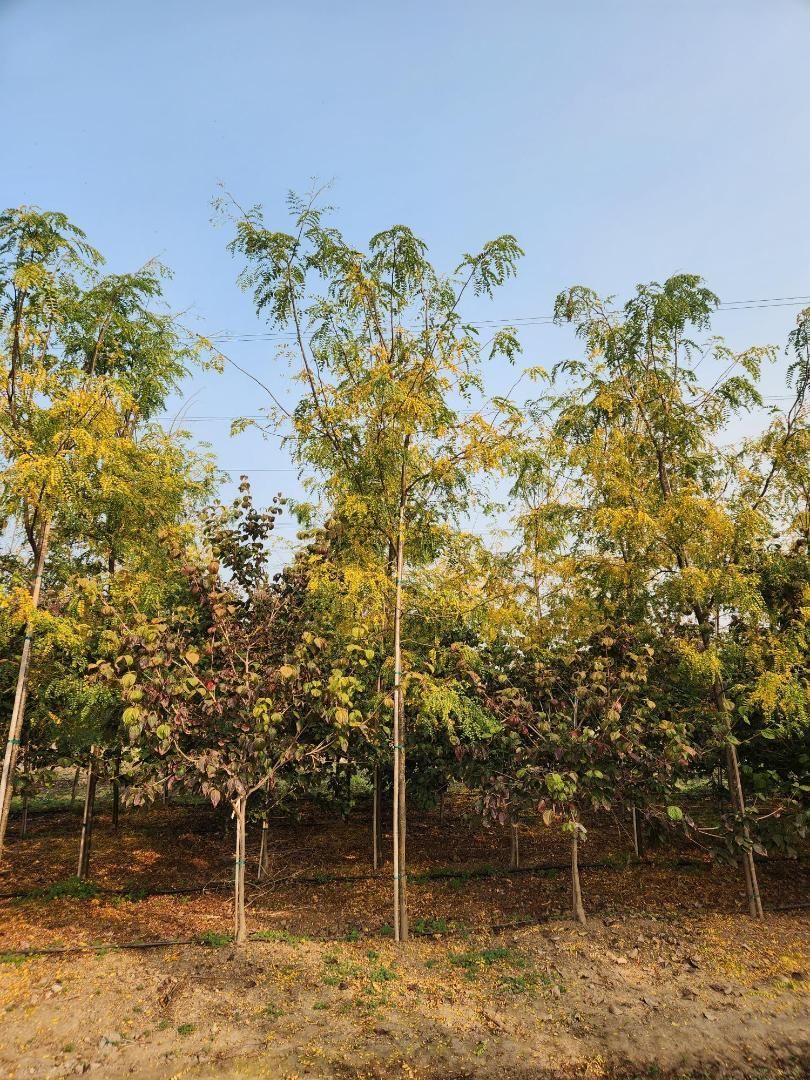 Row of young trees in a dry orchard under a clear blue sky