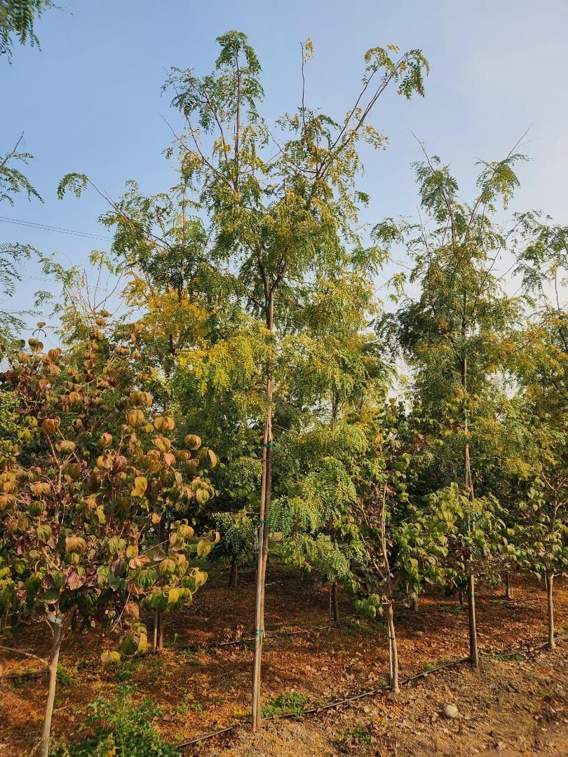 Young saplings in a dry field under a clear blue sky