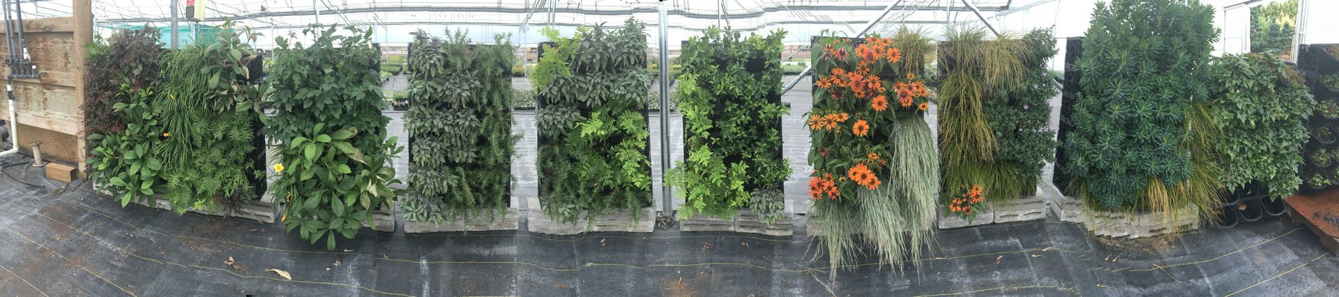 Row of white-clad trellises with green and orange flowering plants along a fence beside a wet path