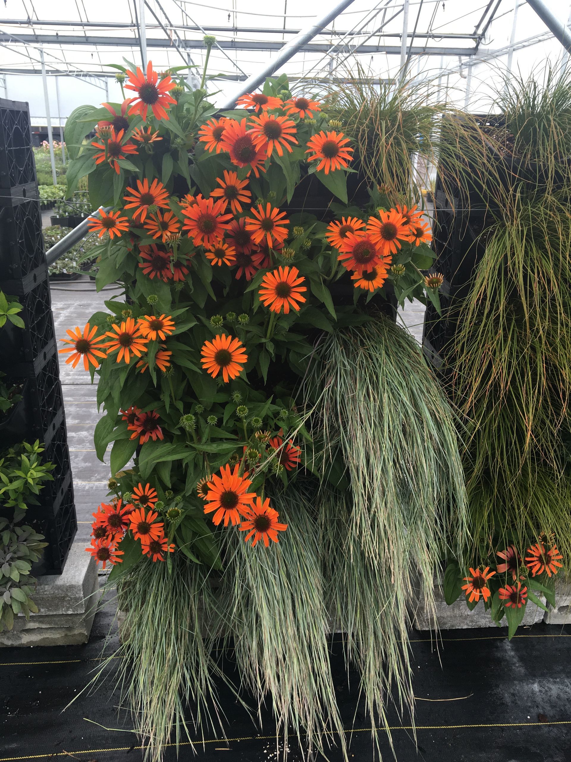 Orange-black flowers and trailing green-and-white foliage in a hanging greenhouse display