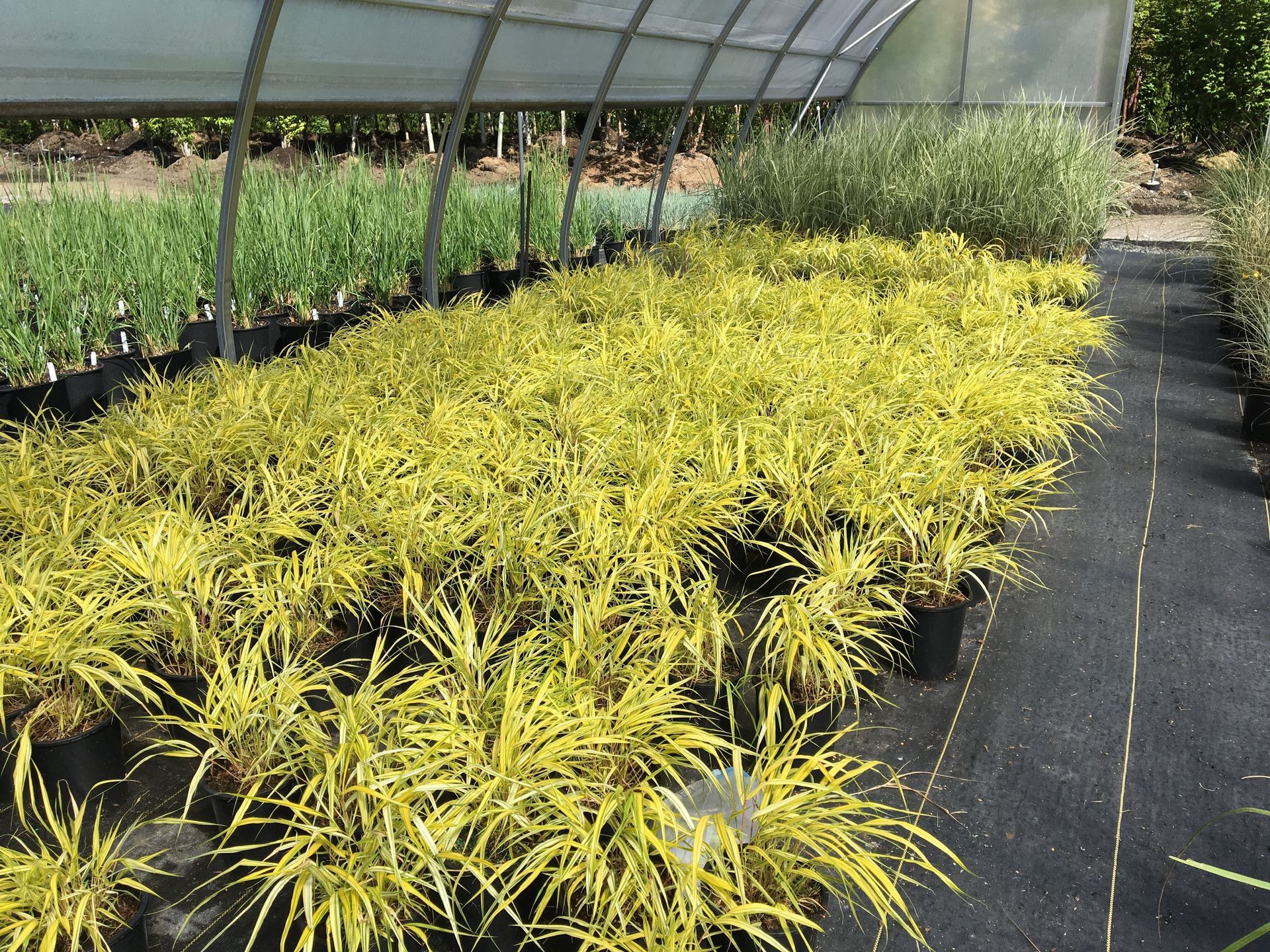 Rows of yellow-green plants growing in a greenhouse nursery