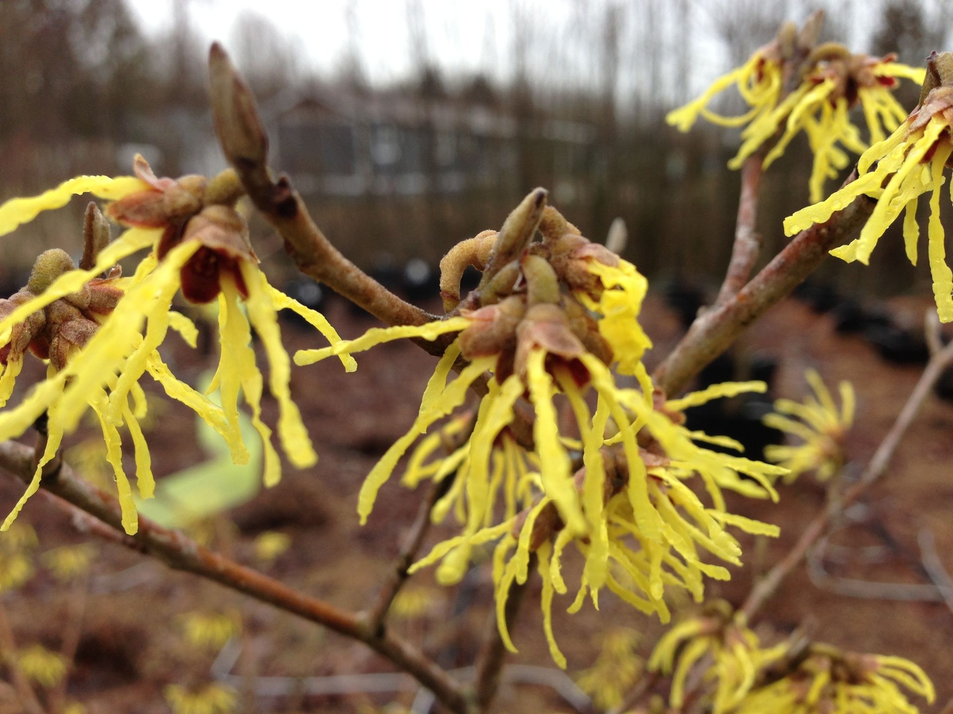Yellow witch hazel blossoms on brown branches in a blurred winter garden
