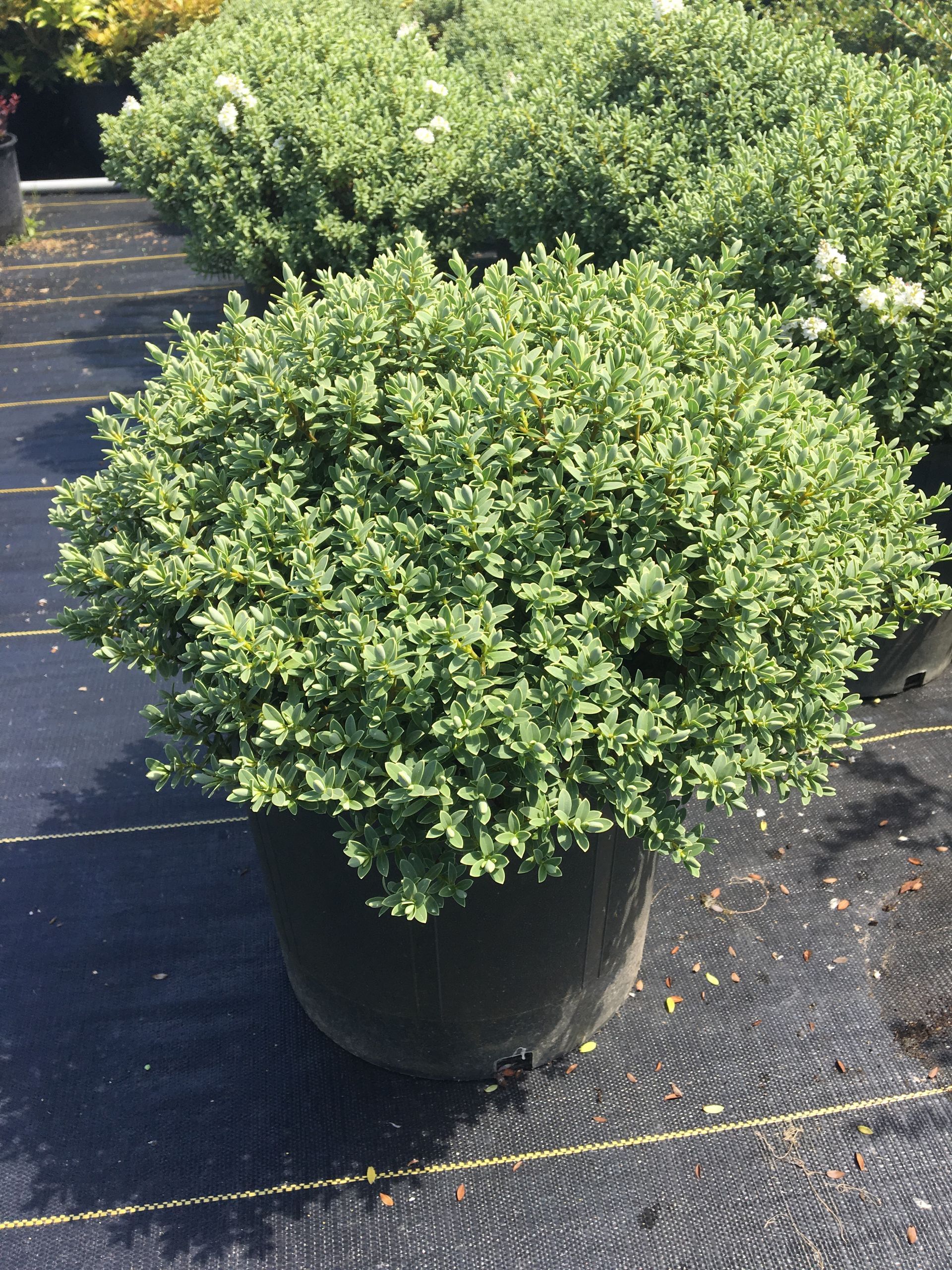 Potted green shrub on a black tarp outdoors in a nursery or garden center