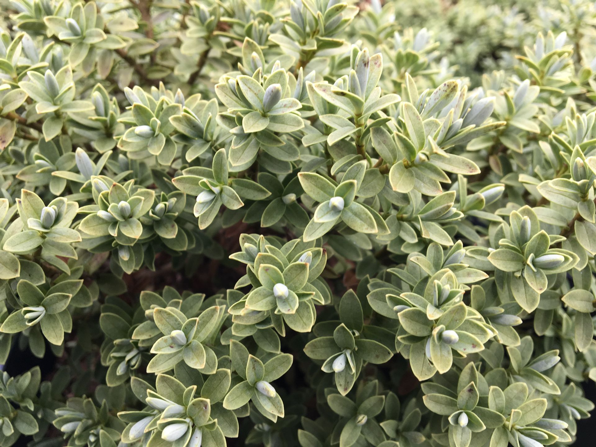 Dense variegated green-and-cream foliage of a low shrub filling the frame
