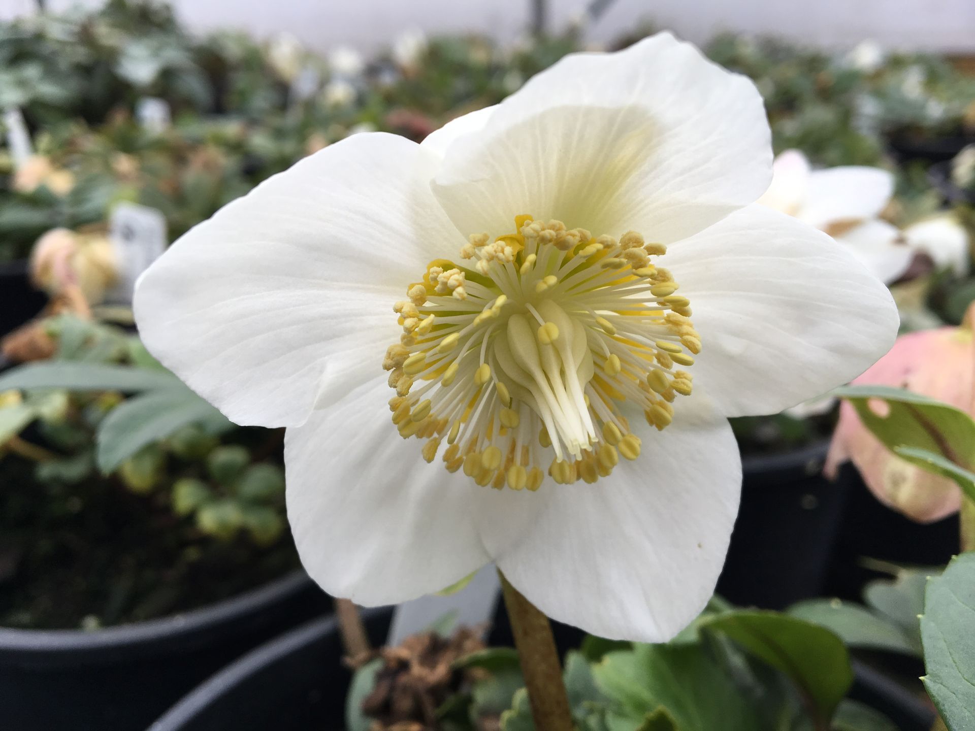 White flower with yellow stamens blooming in a pot against a blurred garden background