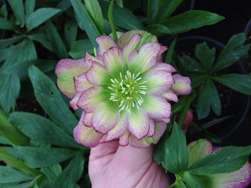 Hand holding a pale green flower with pink-edged petals against dark green foliage
