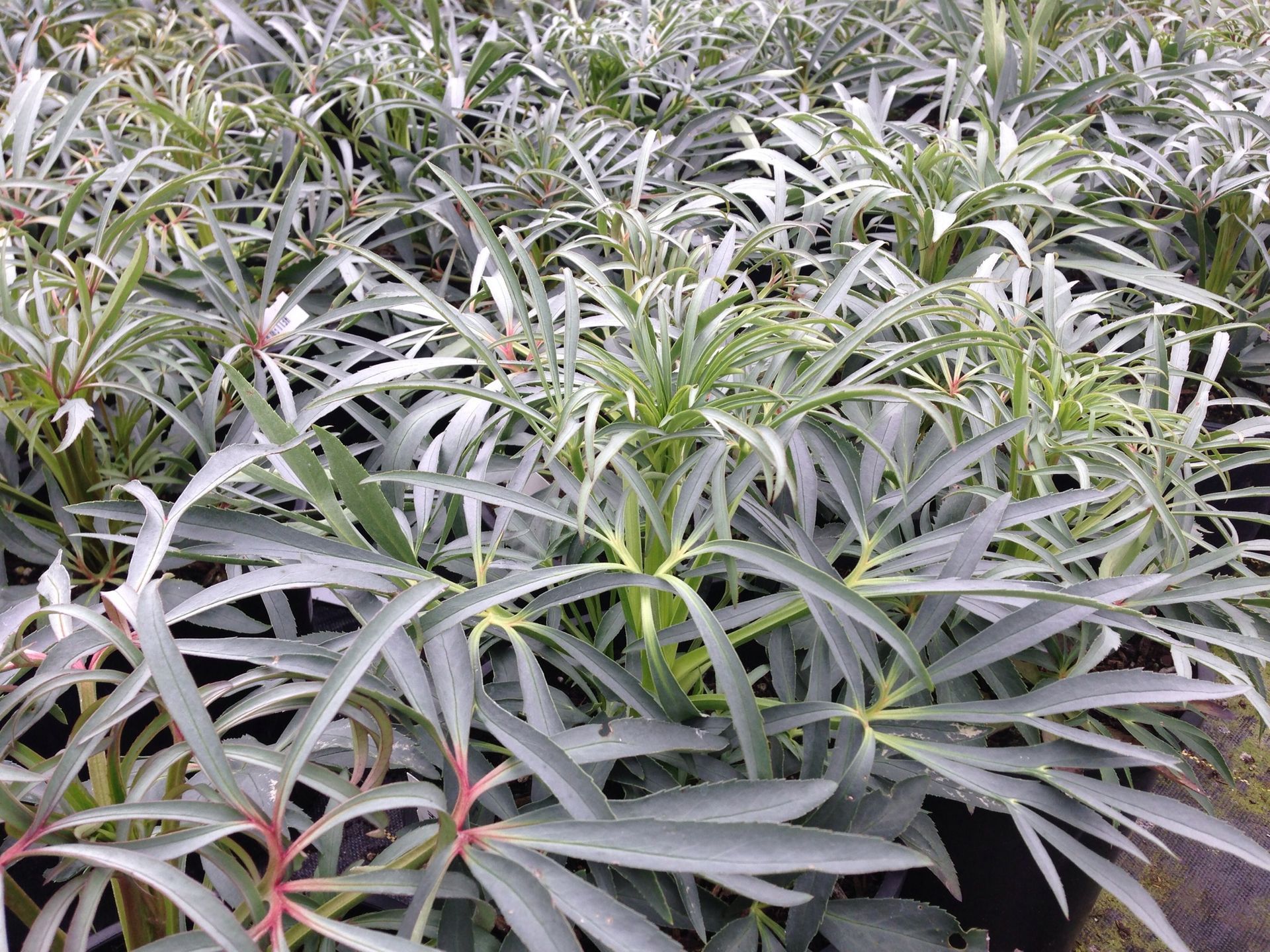Dense cluster of gray-green spiky plants with narrow leaves filling the frame