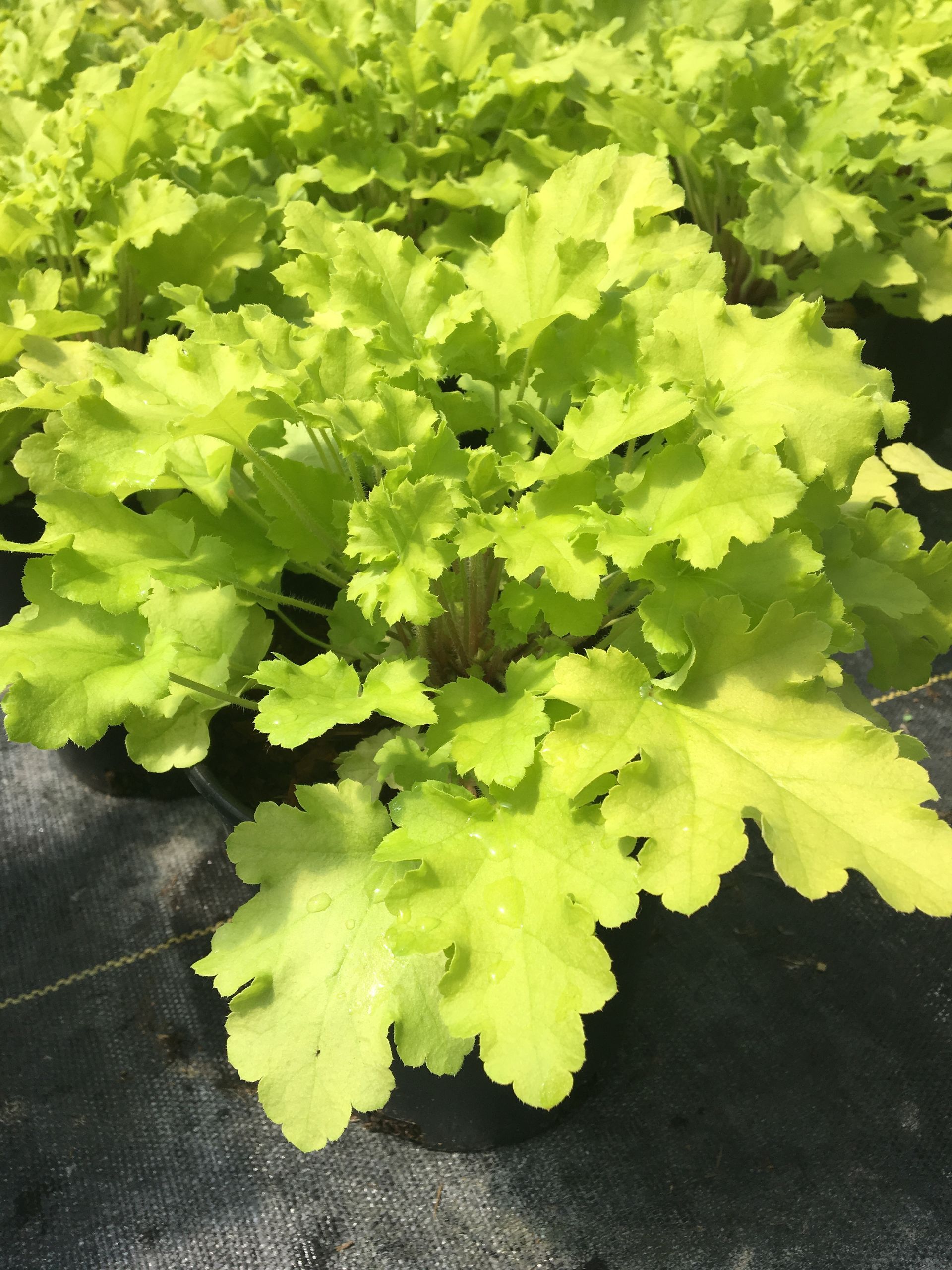 Bright green leafy lettuce growing in dark soil