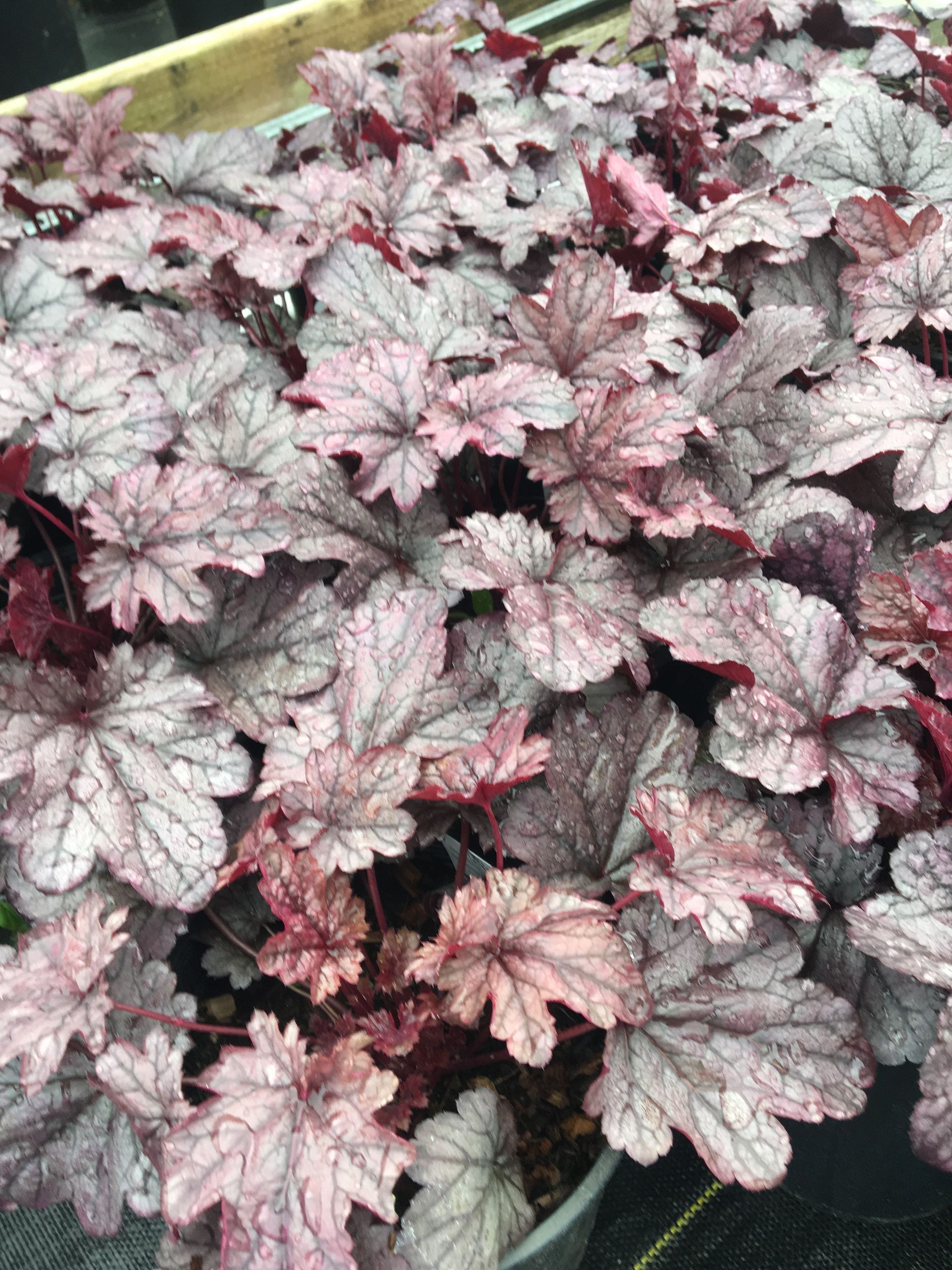 Cluster of silver-green and pink leafy plants in a garden bed
