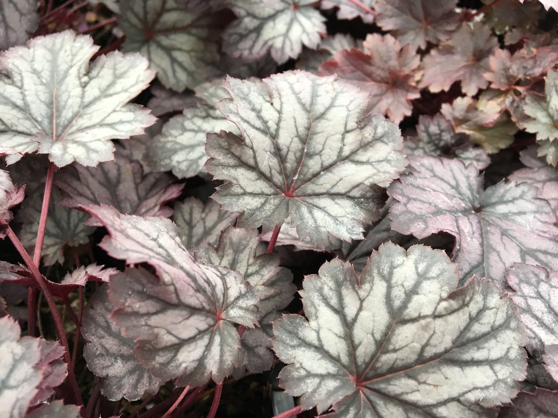 Silver-leaved foliage with dark veins and pink stems filling the frame