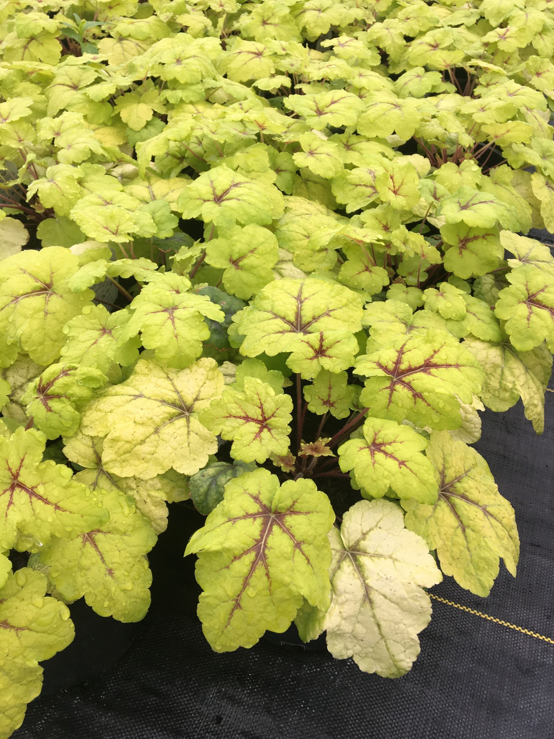 Yellow-green foliage with dark purple veins in a garden bed