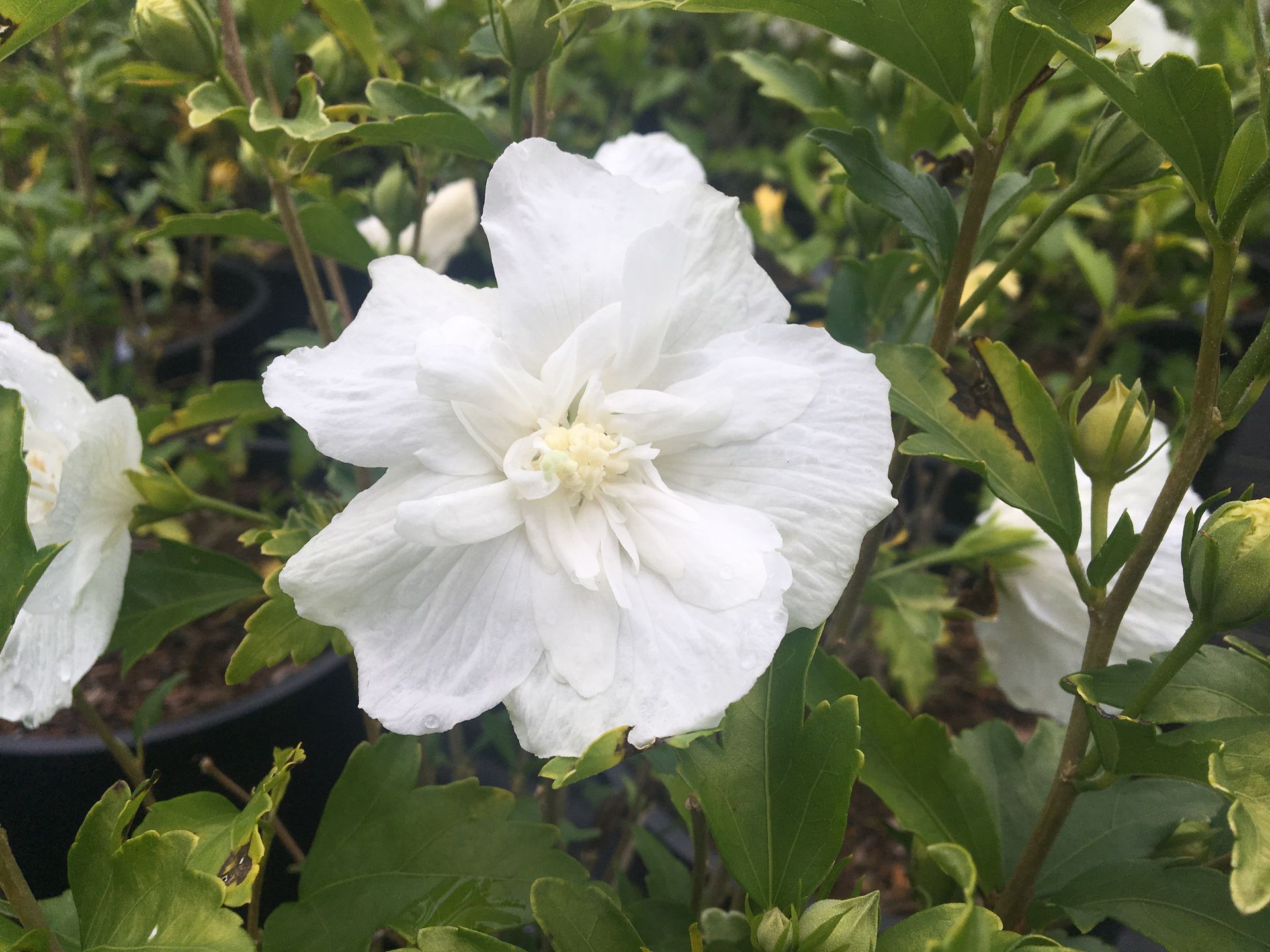 White hibiscus flower blooming among green leaves in a garden