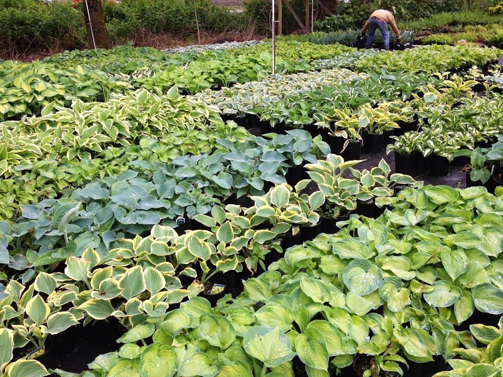 Rows of leafy green plants in a nursery, with a person tending them in the background