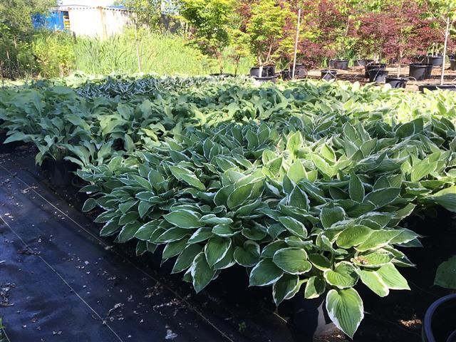 Rows of green potted hosta plants in an outdoor nursery, with a black walkway and trees in the background