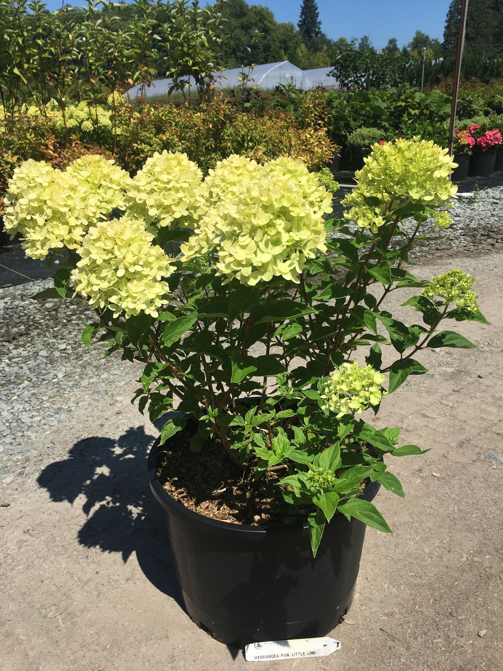 Potted hydrangea shrub with pale yellow blooms outdoors in a nursery
