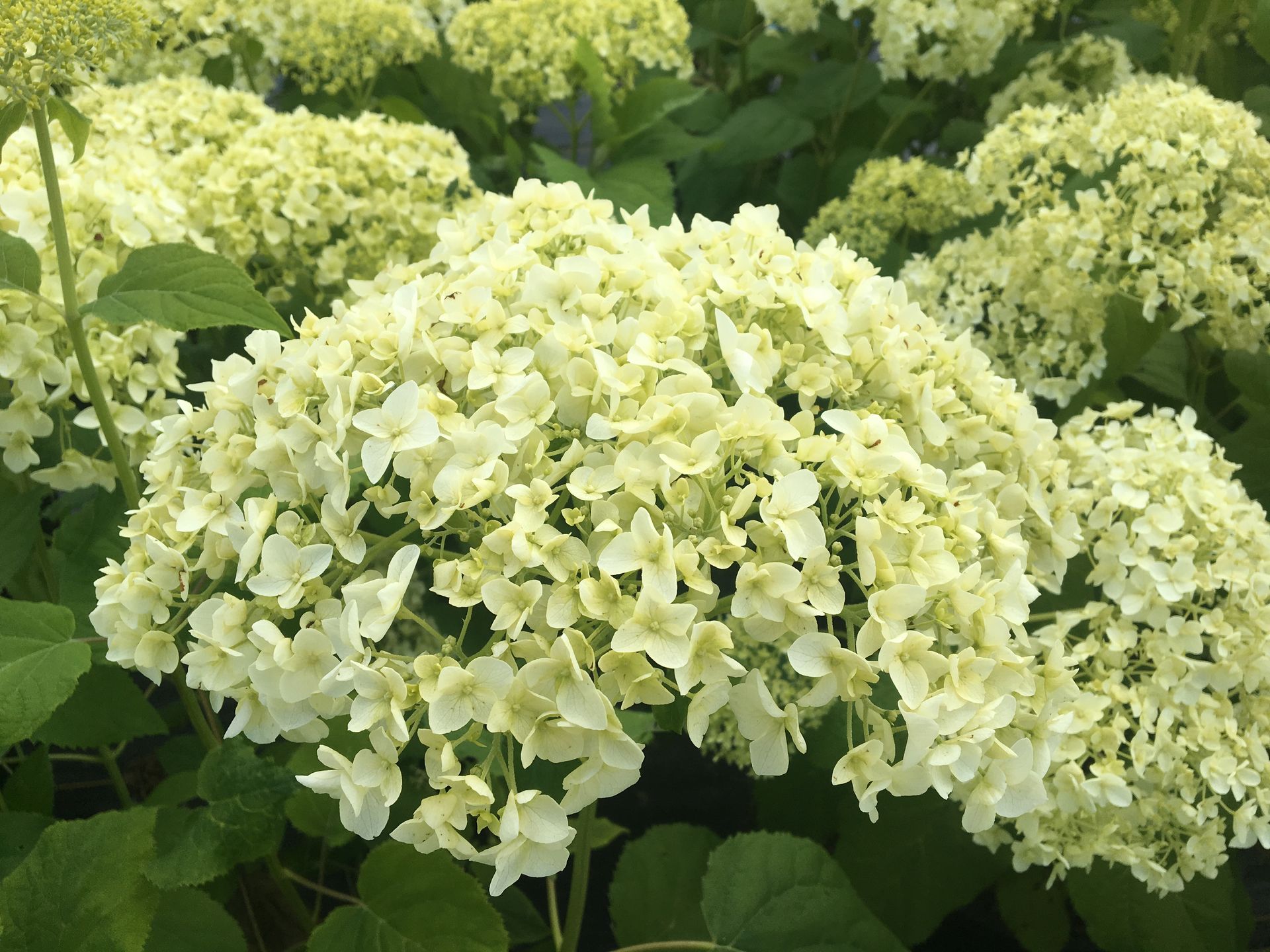 Cluster of pale green-white hydrangea blossoms in a garden