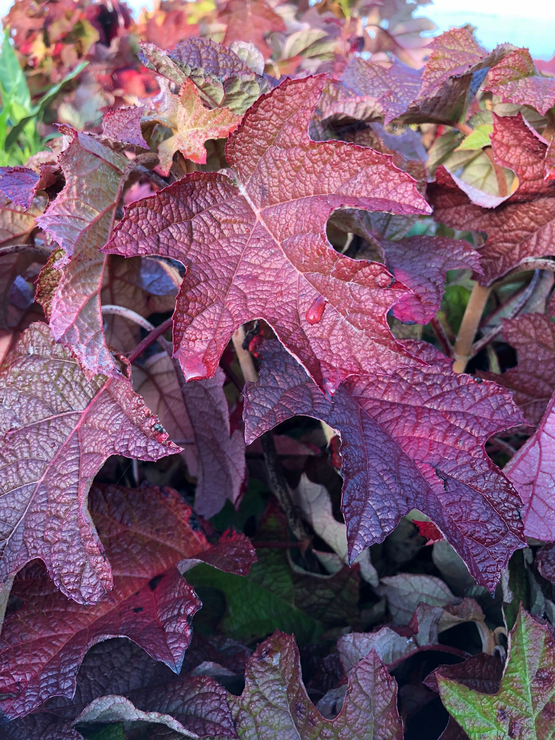 Close-up of purple and pink autumn leaves with a textured, speckled pattern