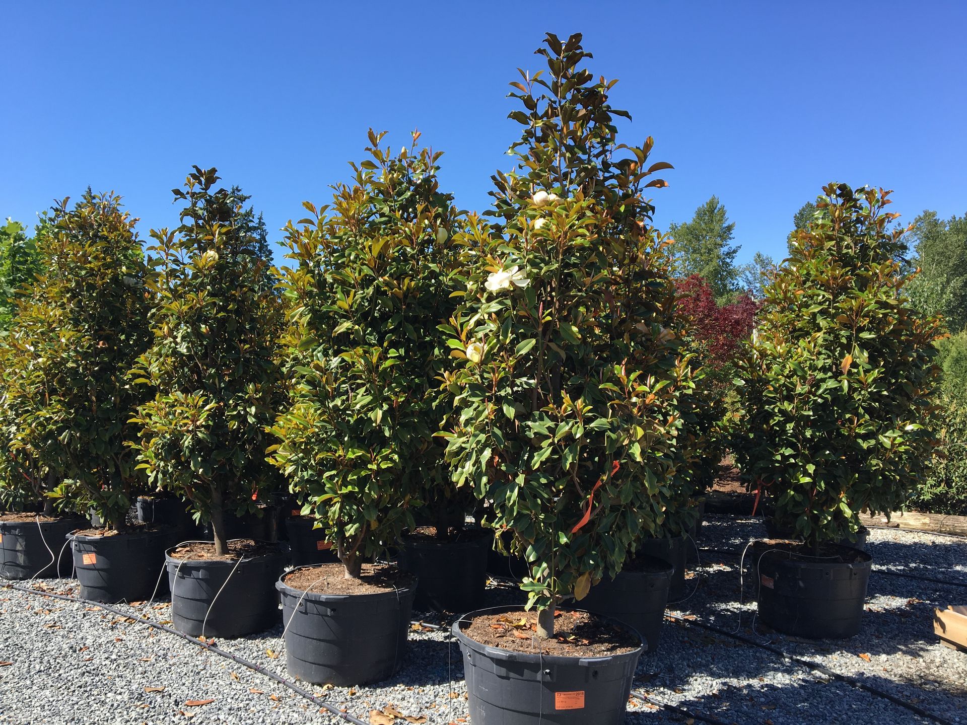Potted shrubs and small trees lined up outdoors in a nursery under a clear blue sky