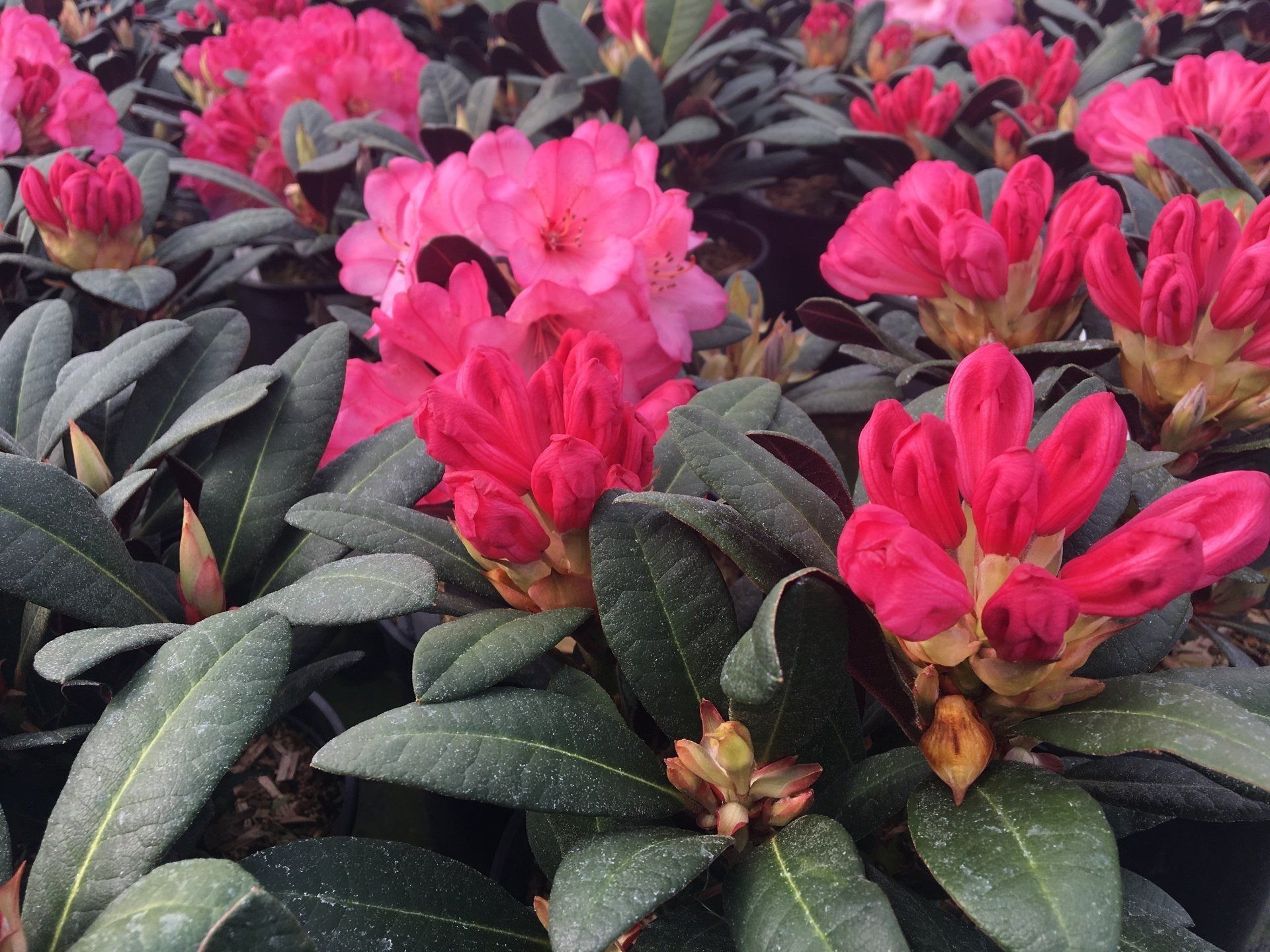 Bright pink rhododendron flowers blooming among dark green leaves